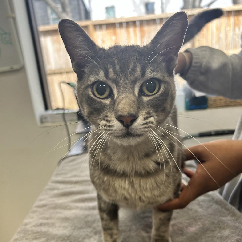 Enlarge Stevie Wonpurr, a Adoptable Domestic Short Hair in Houston, TX image 4/5