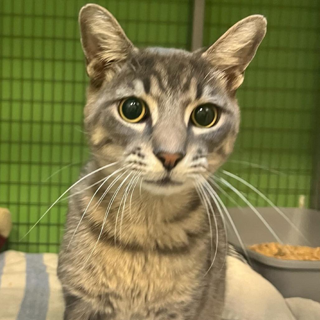 Enlarge Stevie Wonpurr, a Adoptable Domestic Short Hair in Houston, TX image 5/5