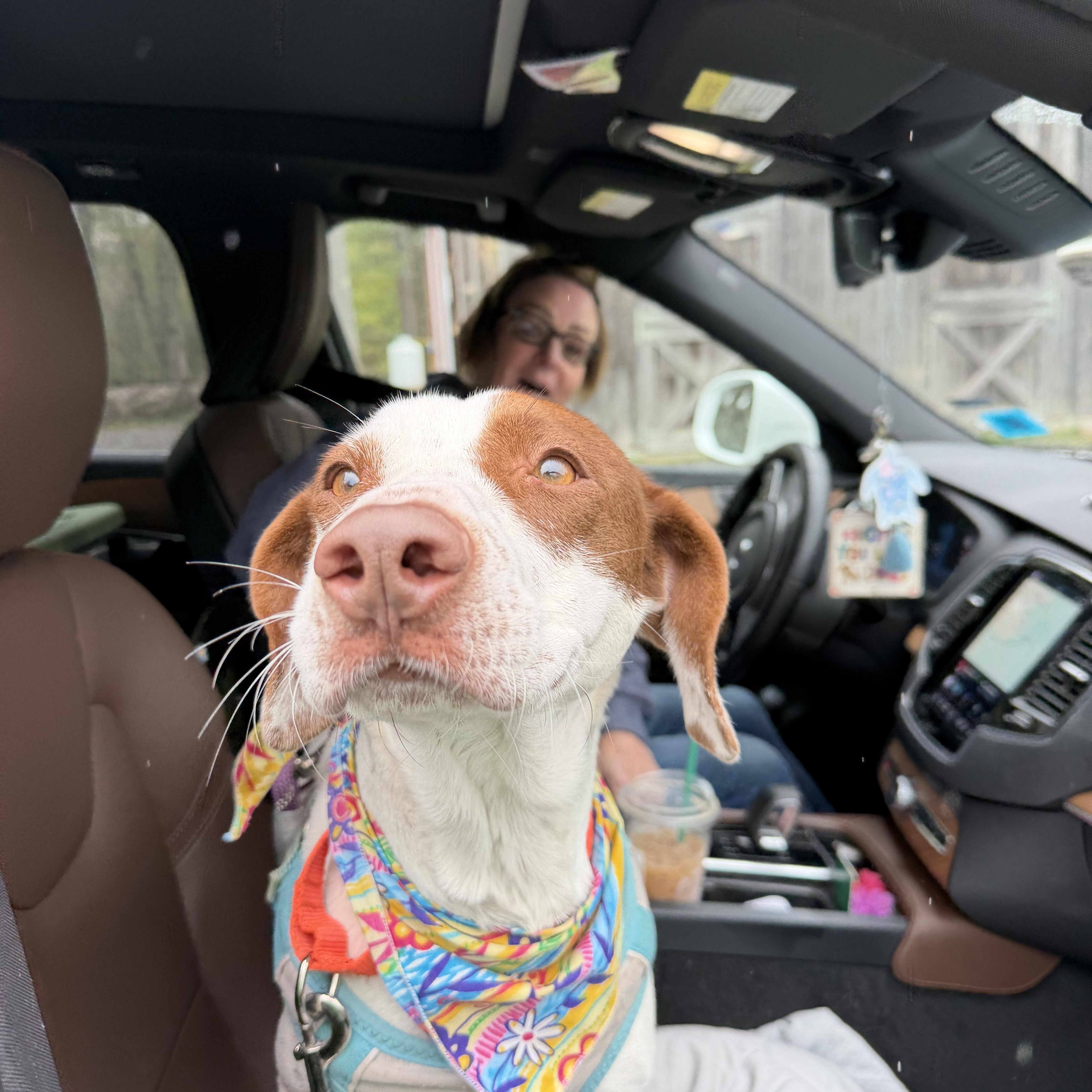 Darcy, a Adoptable Mixed Breed in New Boston, NH image 5/6