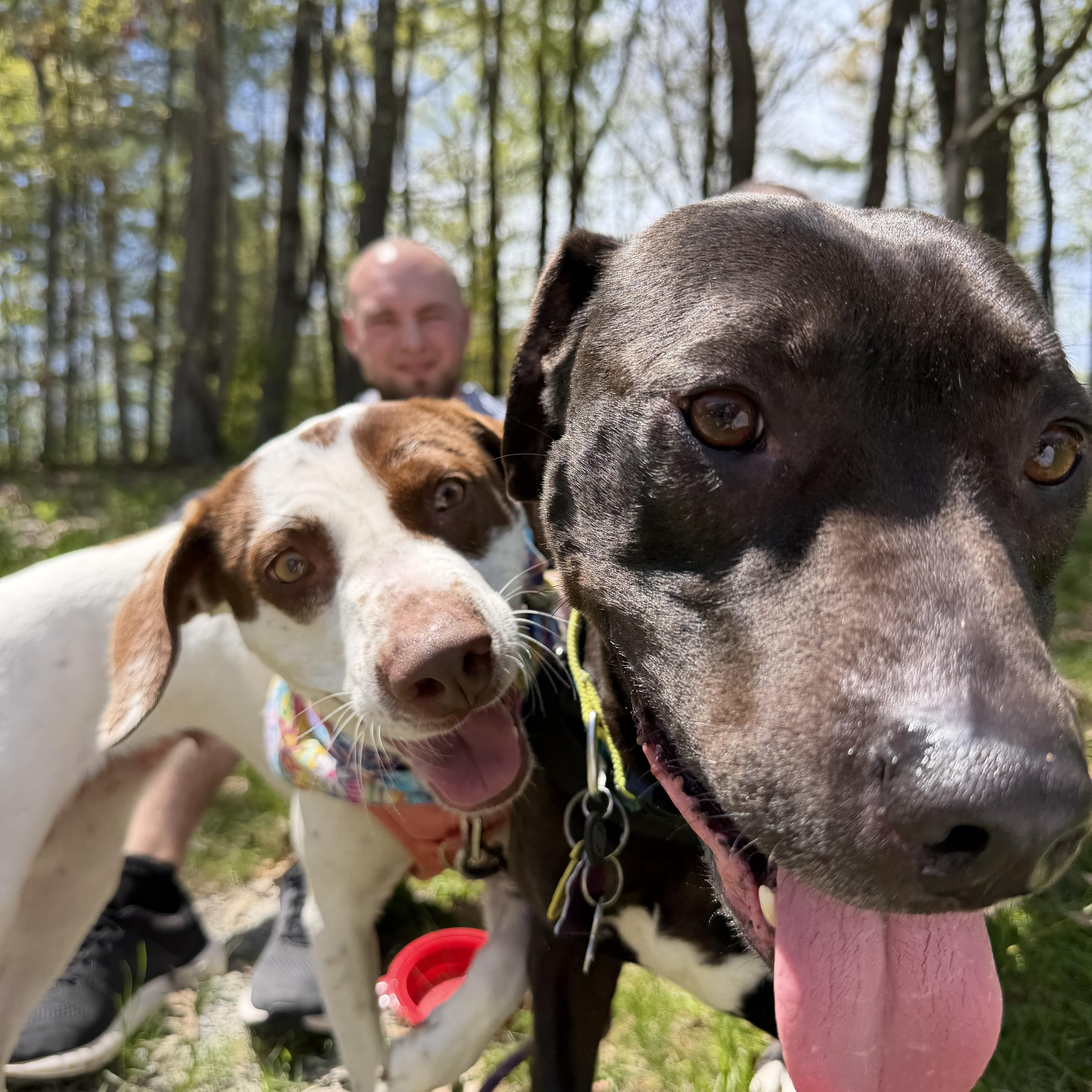 Darcy, a Adoptable Mixed Breed in New Boston, NH image 6/6