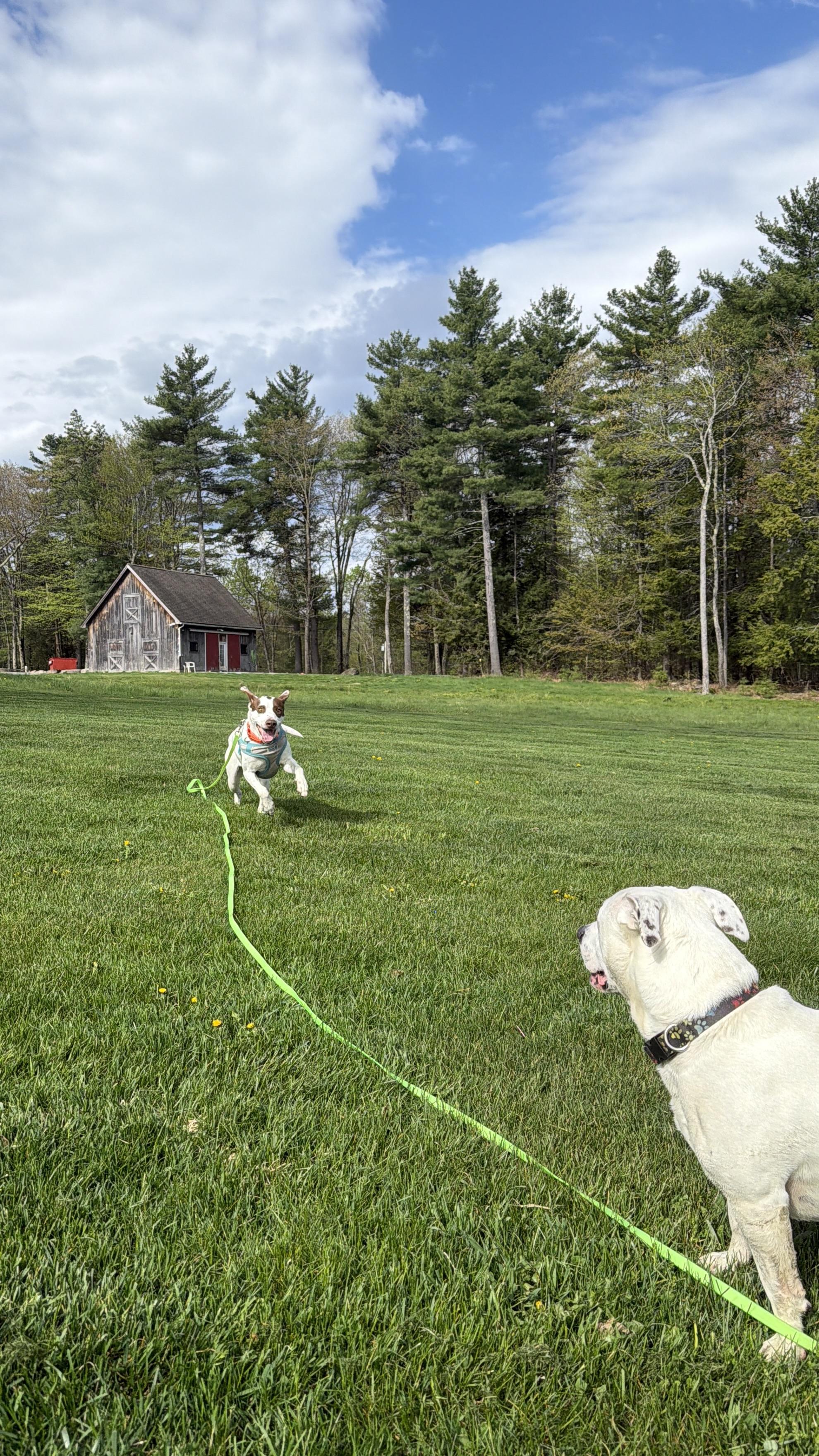 Darcy, a Adoptable Mixed Breed in New Boston, NH image 4/6