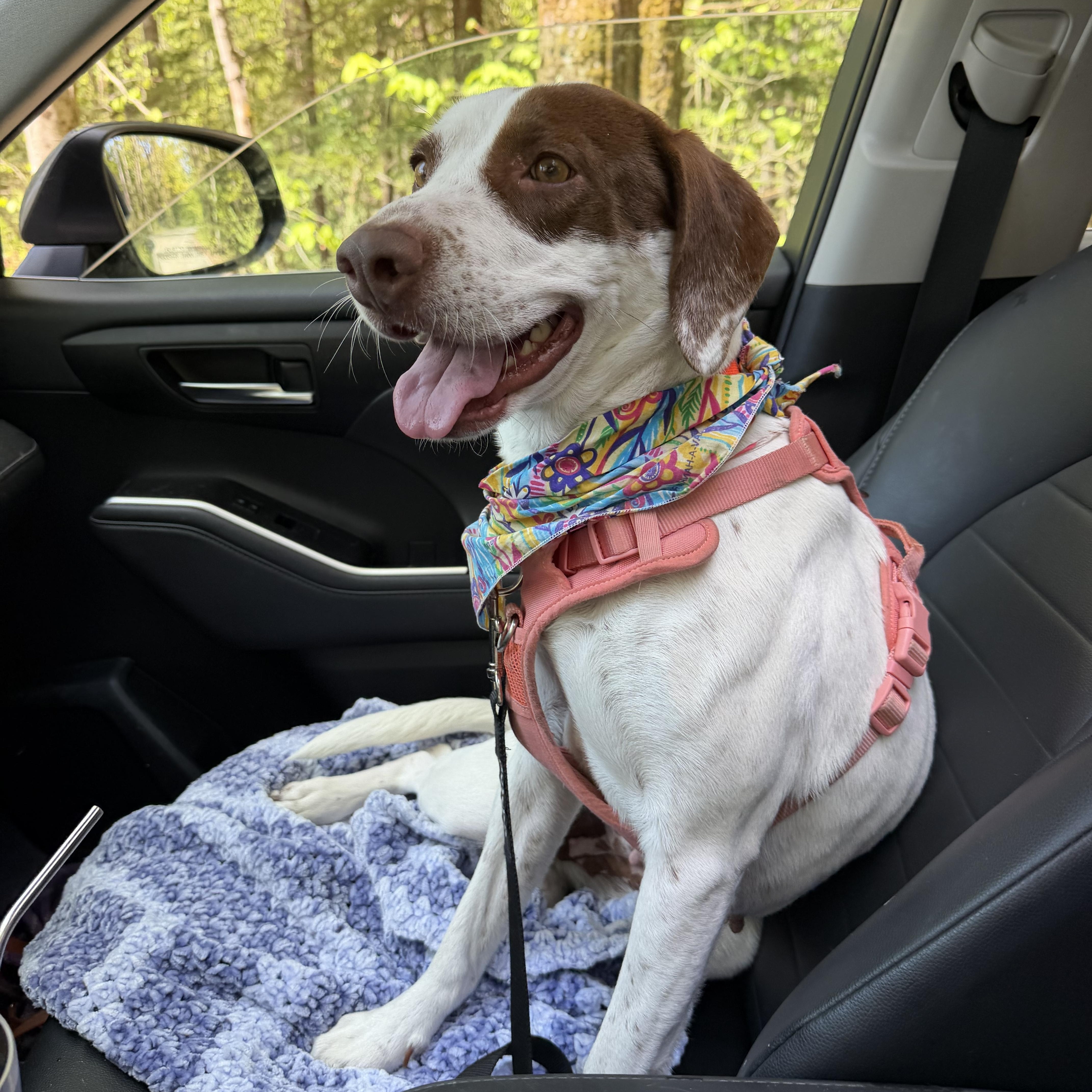 Darcy, a Adoptable Mixed Breed in New Boston, NH image 1/6