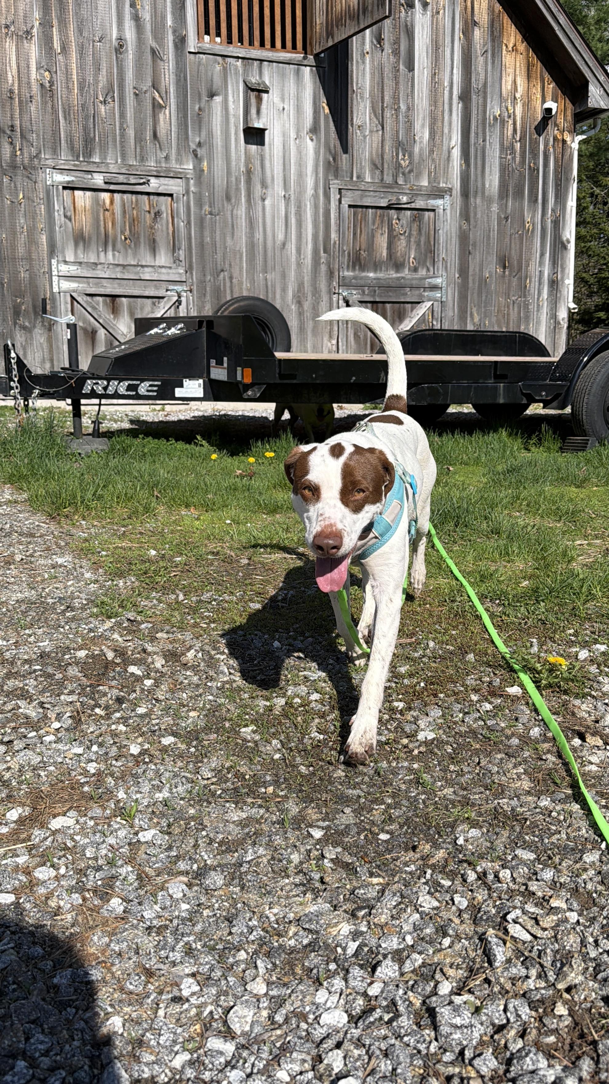 Darcy, a Adoptable Mixed Breed in New Boston, NH image 3/6