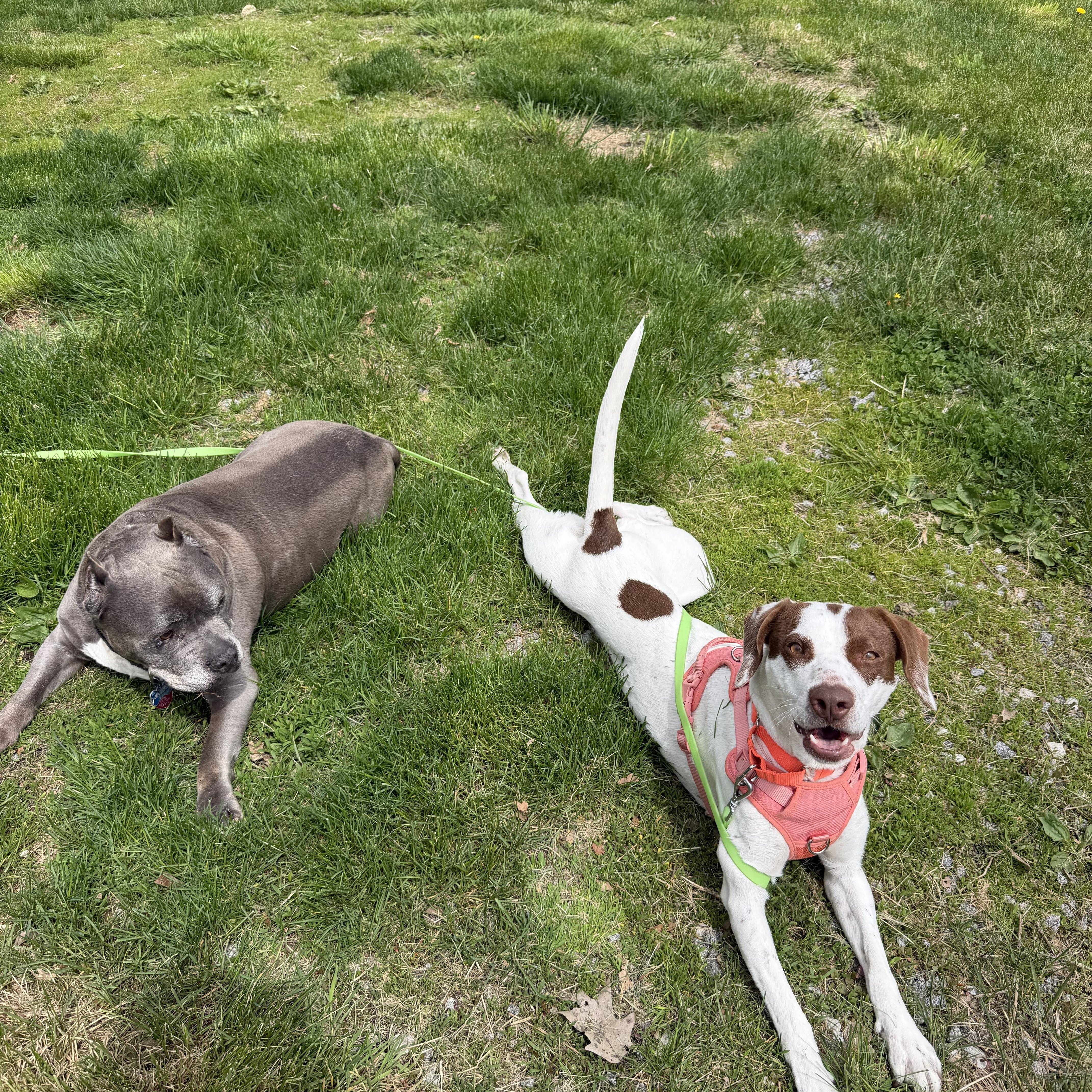Darcy, a Adoptable Mixed Breed in New Boston, NH image 2/6