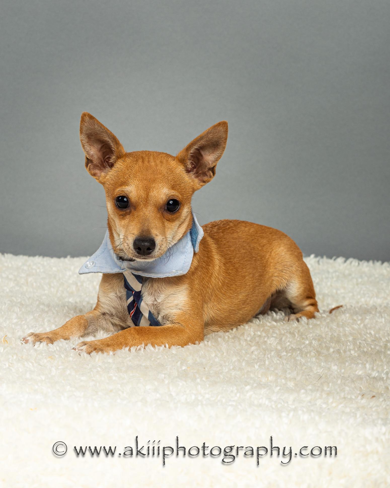 Dapper - Puppy thumbnail 3