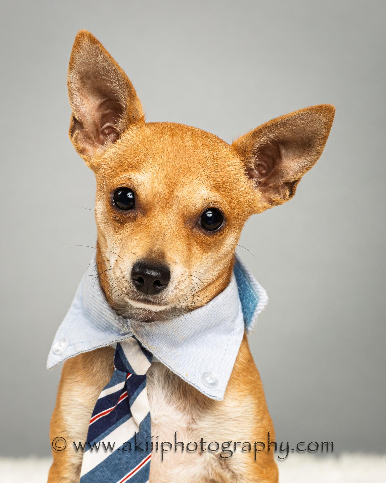 Dapper - Puppy thumbnail 2