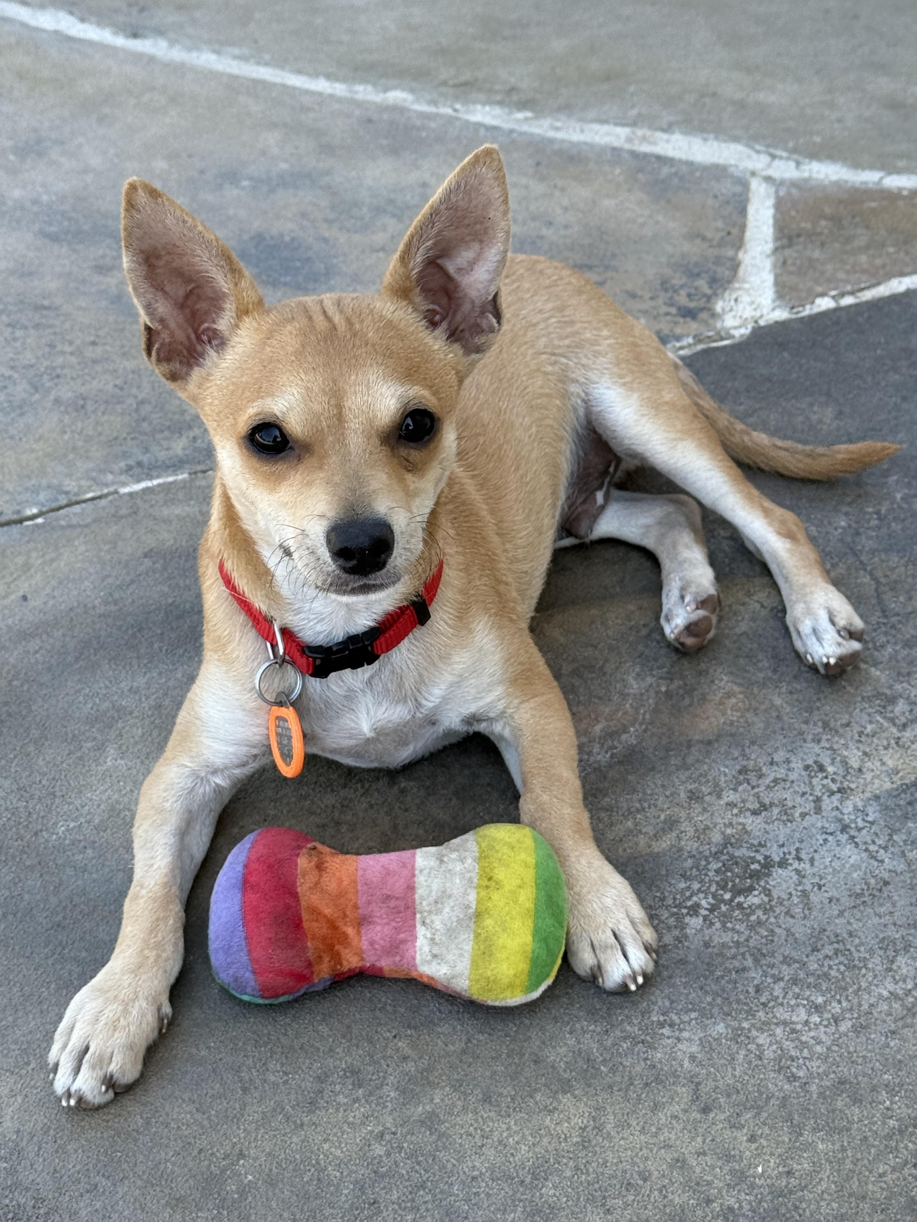 Dapper - Puppy thumbnail 6