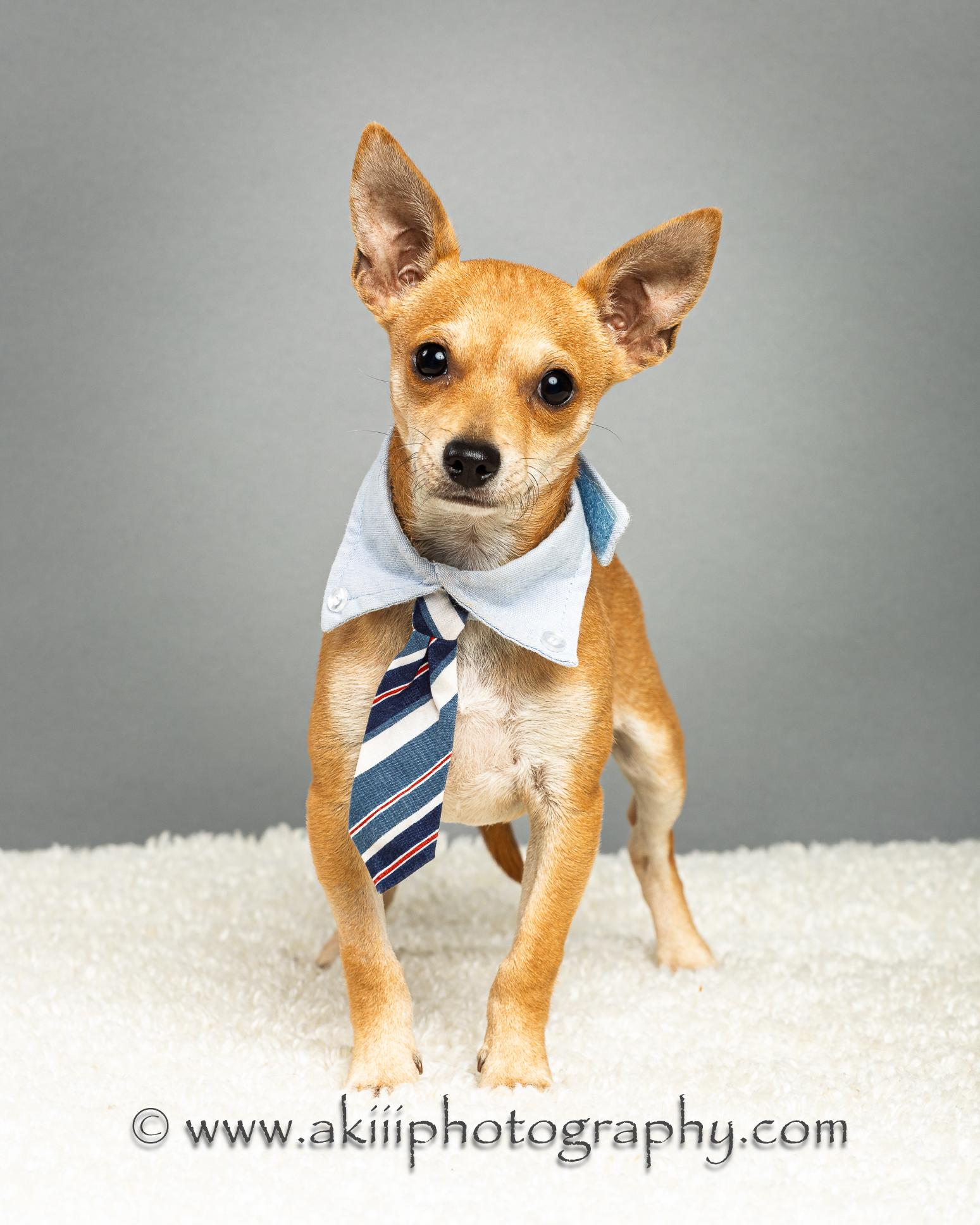 Dapper - Puppy