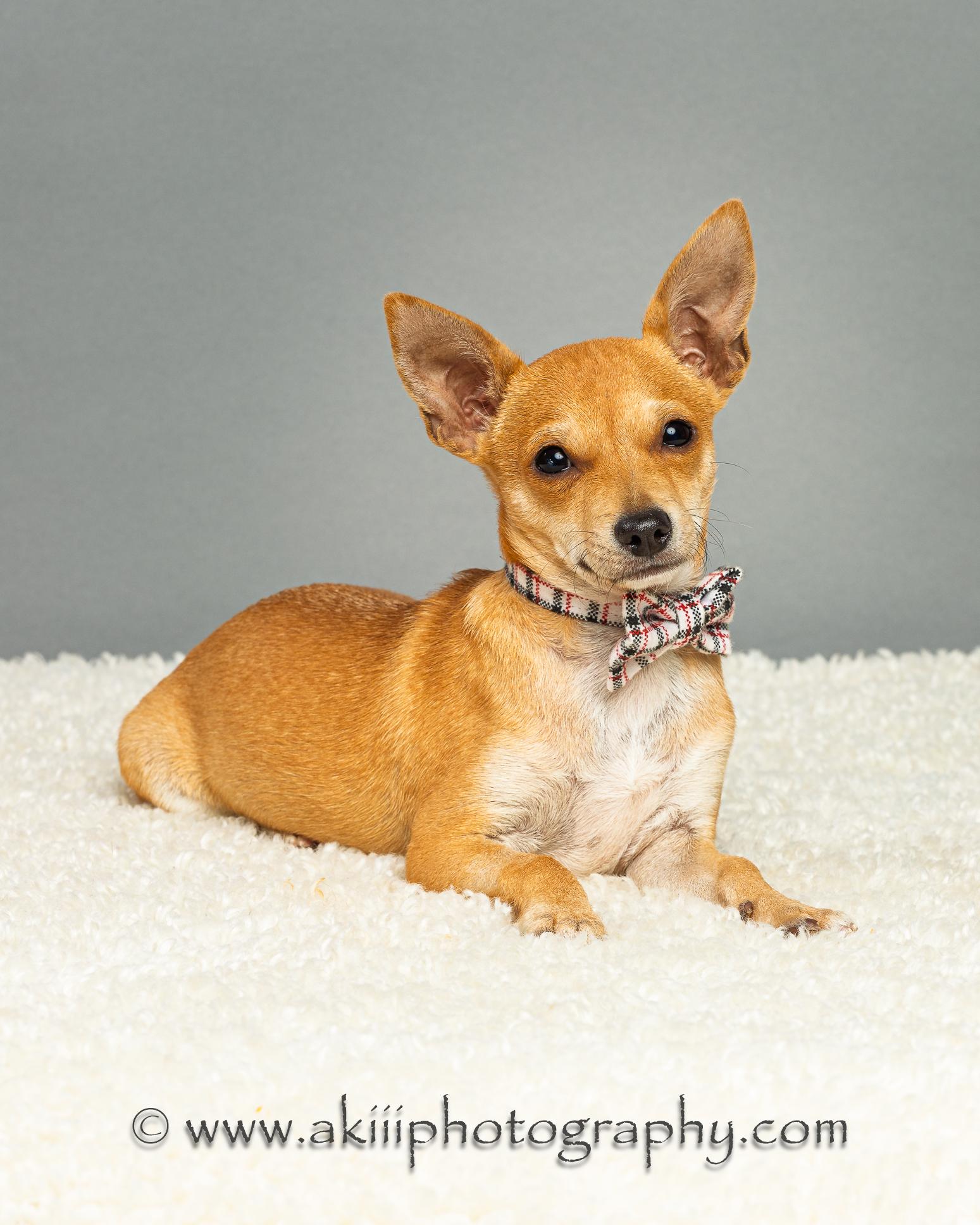 Dapper - Puppy thumbnail 5
