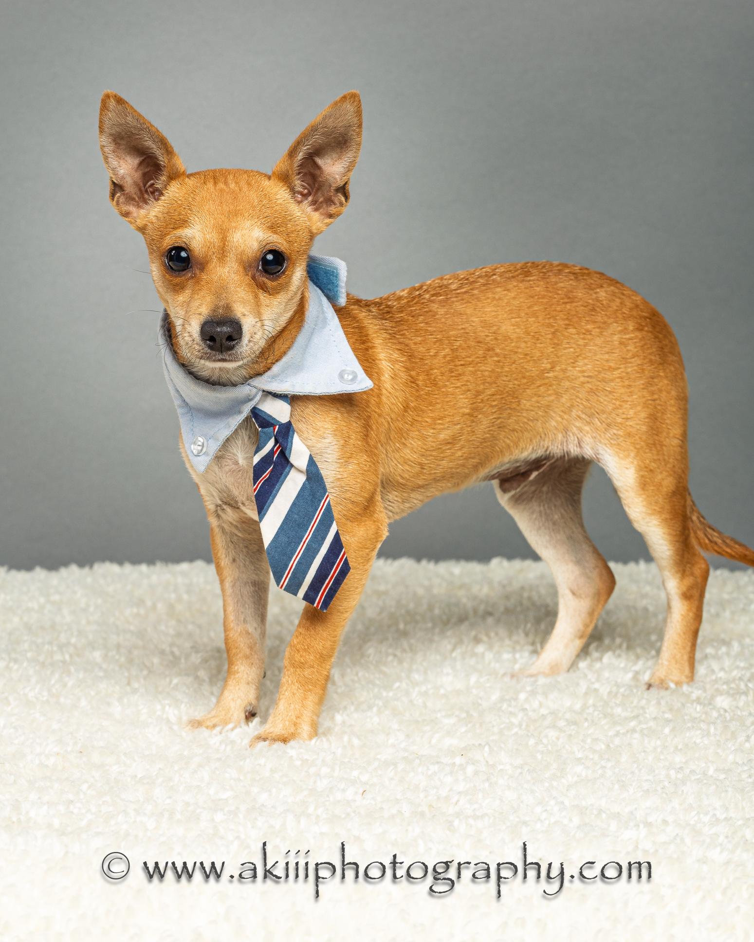 Dapper - Puppy thumbnail 4