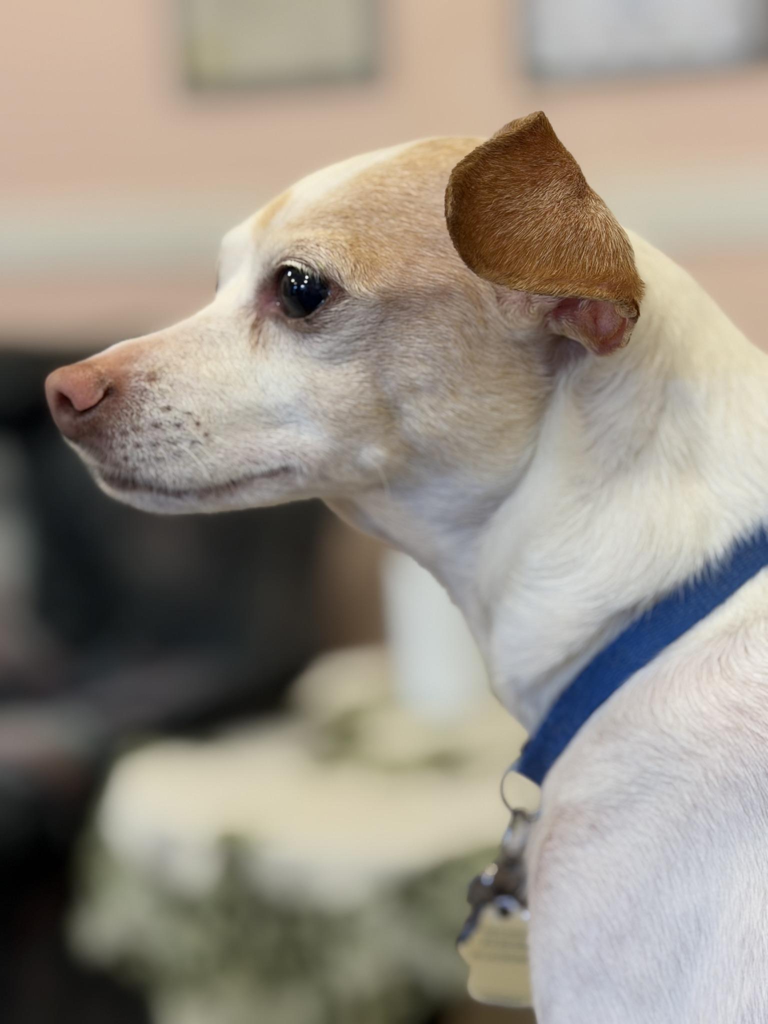 Enlarge COCO, a ADOPTABLE mixed breed in Montreal, QC image 4/5
