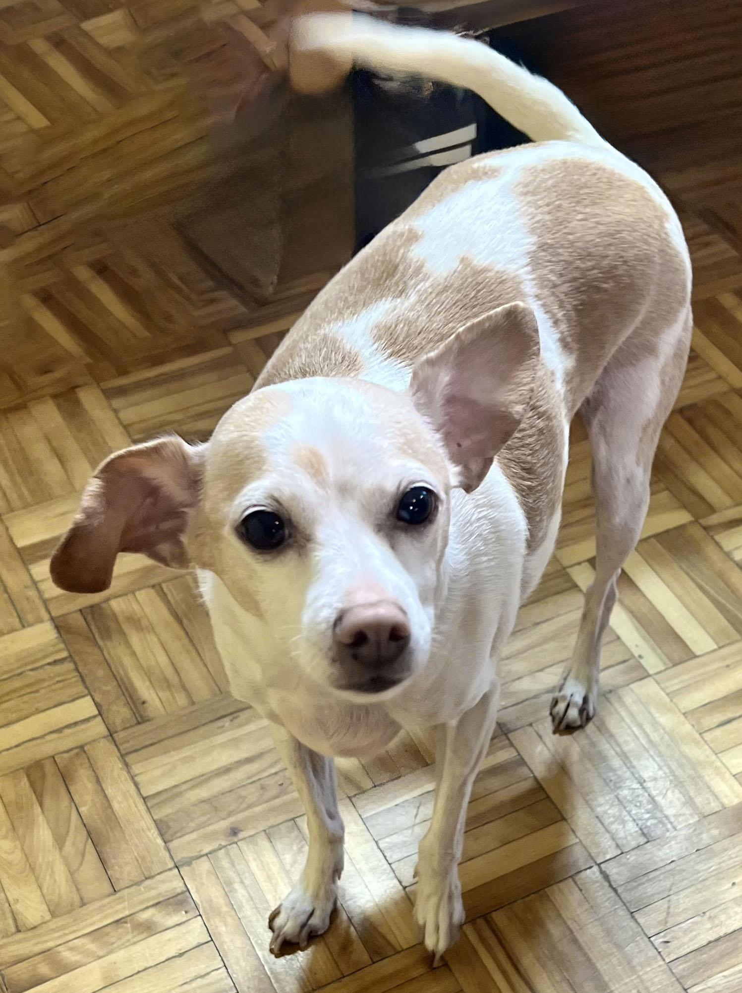 Enlarge COCO, a ADOPTABLE mixed breed in Montreal, QC image 5/5