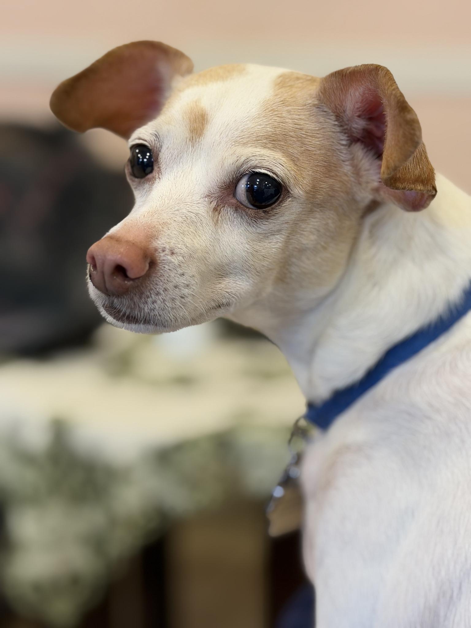 Enlarge COCO, a ADOPTABLE mixed breed in Montreal, QC image 2/5