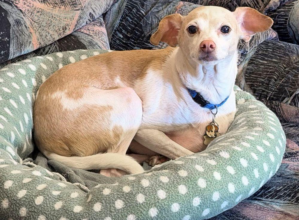 Enlarge COCO, a ADOPTABLE mixed breed in Montreal, QC image 1/5
