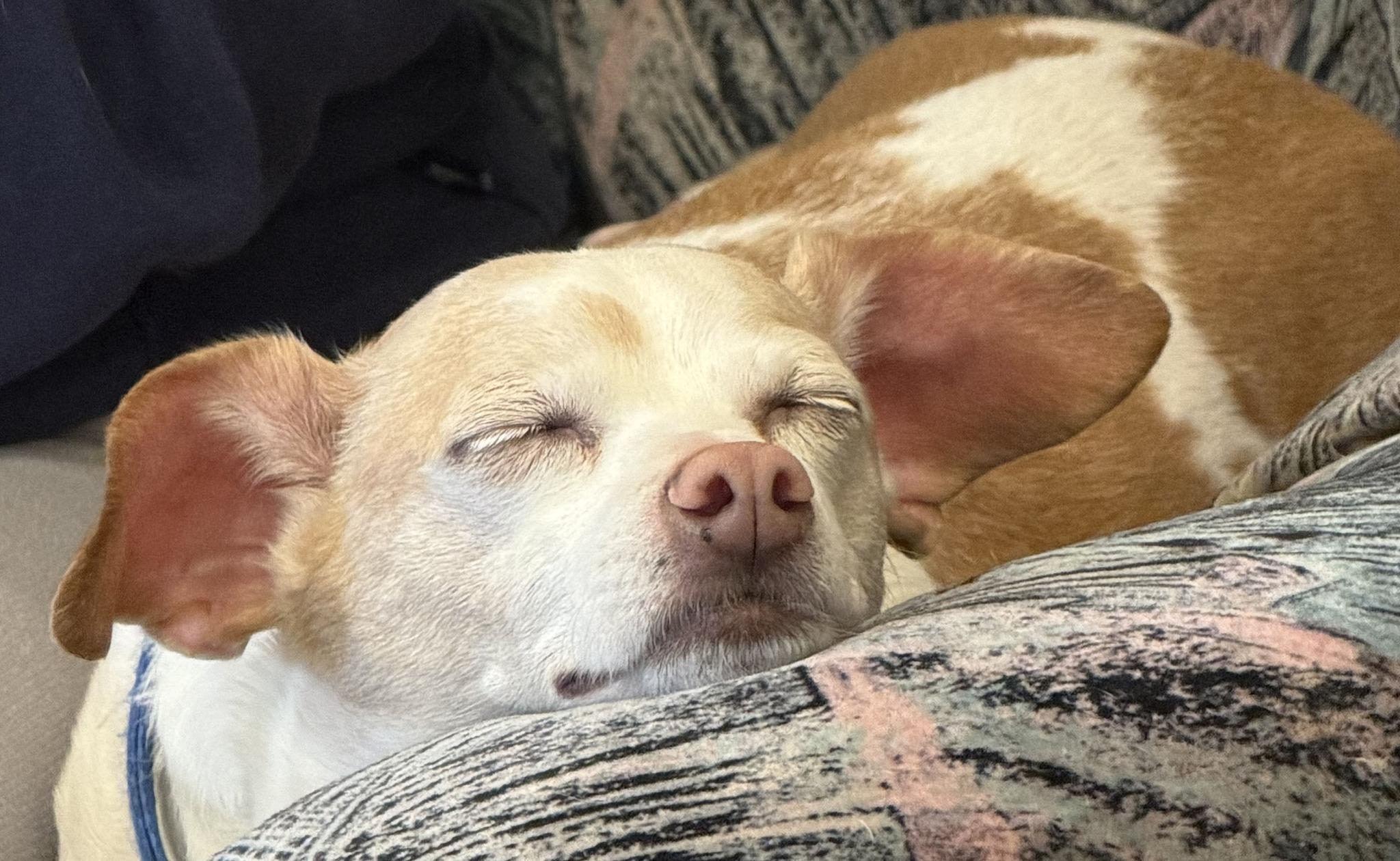 Enlarge COCO, a ADOPTABLE mixed breed in Montreal, QC image 3/5