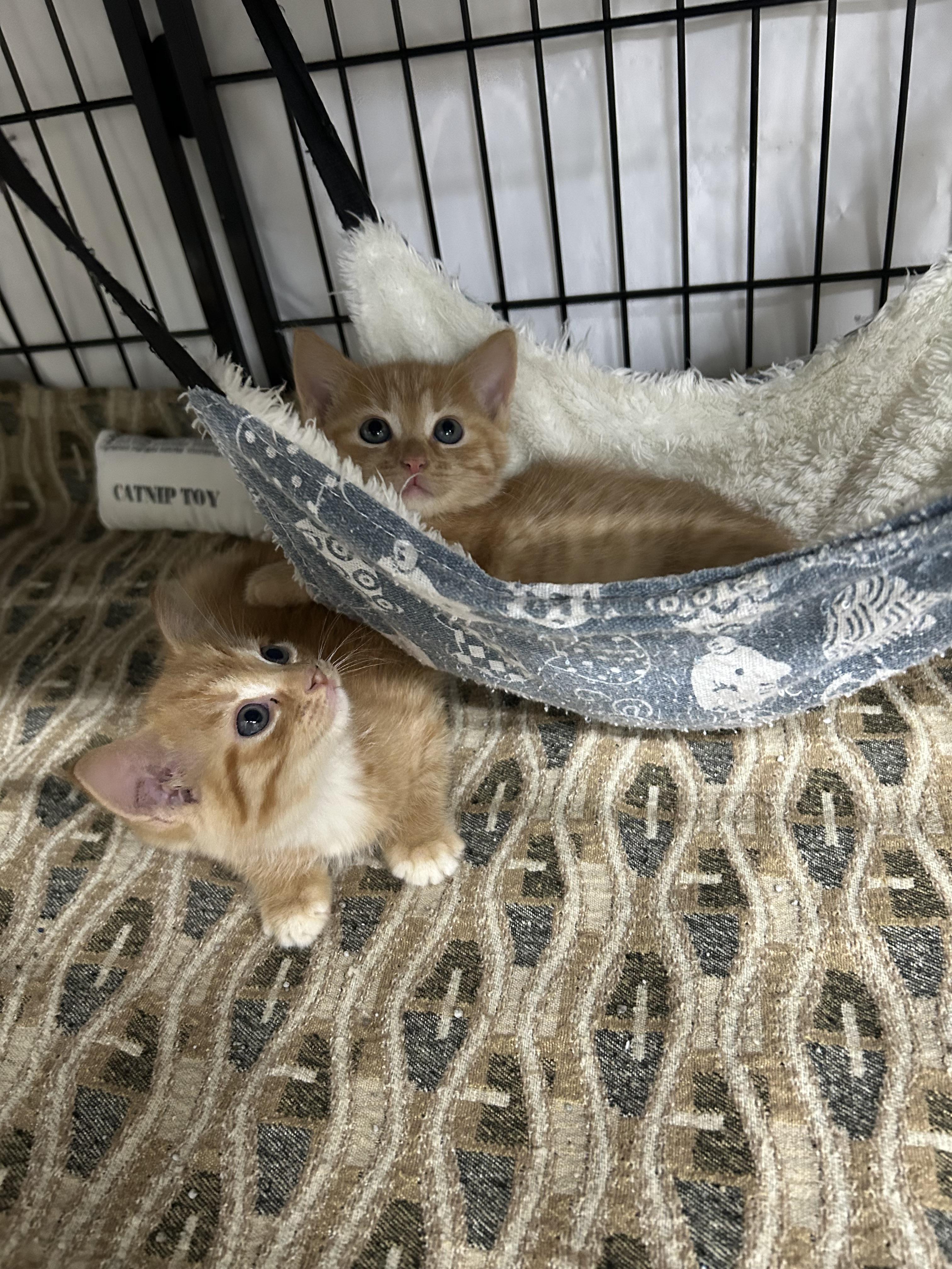 Enlarge Kittens, cats, felines in general, a Adoptable Domestic Short Hair in Darien, GA image 3/6