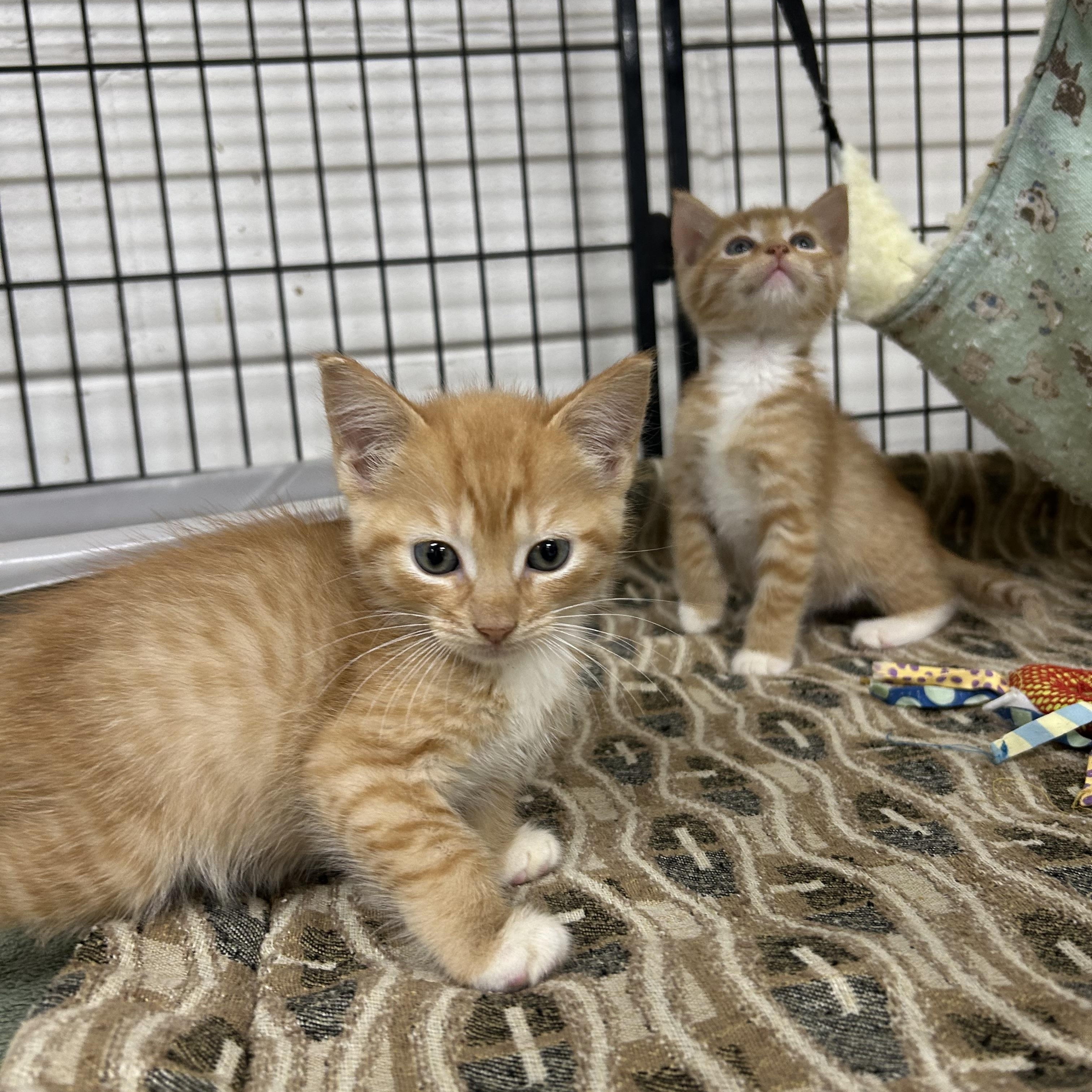 Enlarge Kittens, cats, felines in general, a Adoptable Domestic Short Hair in Darien, GA image 2/6
