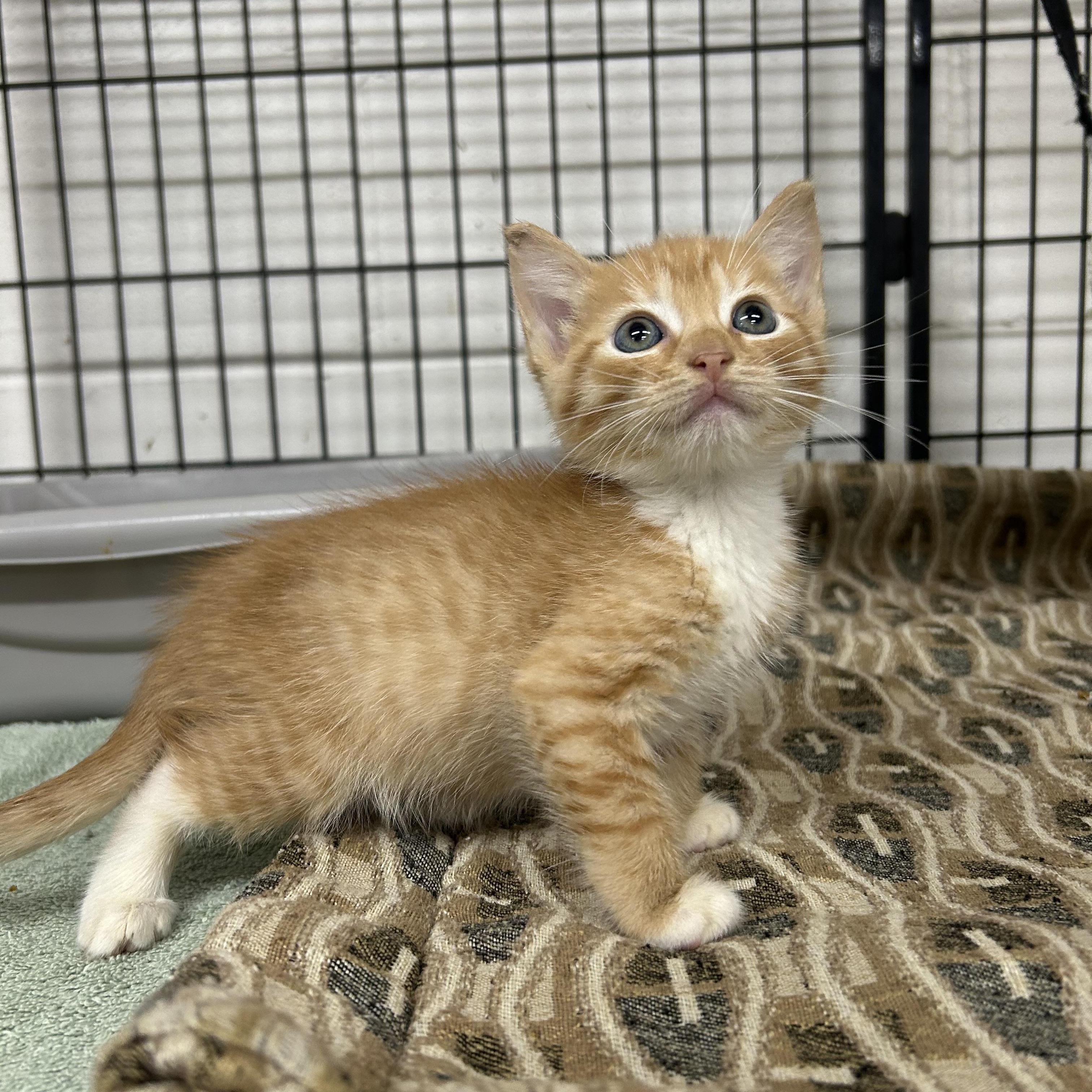 Enlarge Kittens, cats, felines in general, a Adoptable Domestic Short Hair in Darien, GA image 1/6