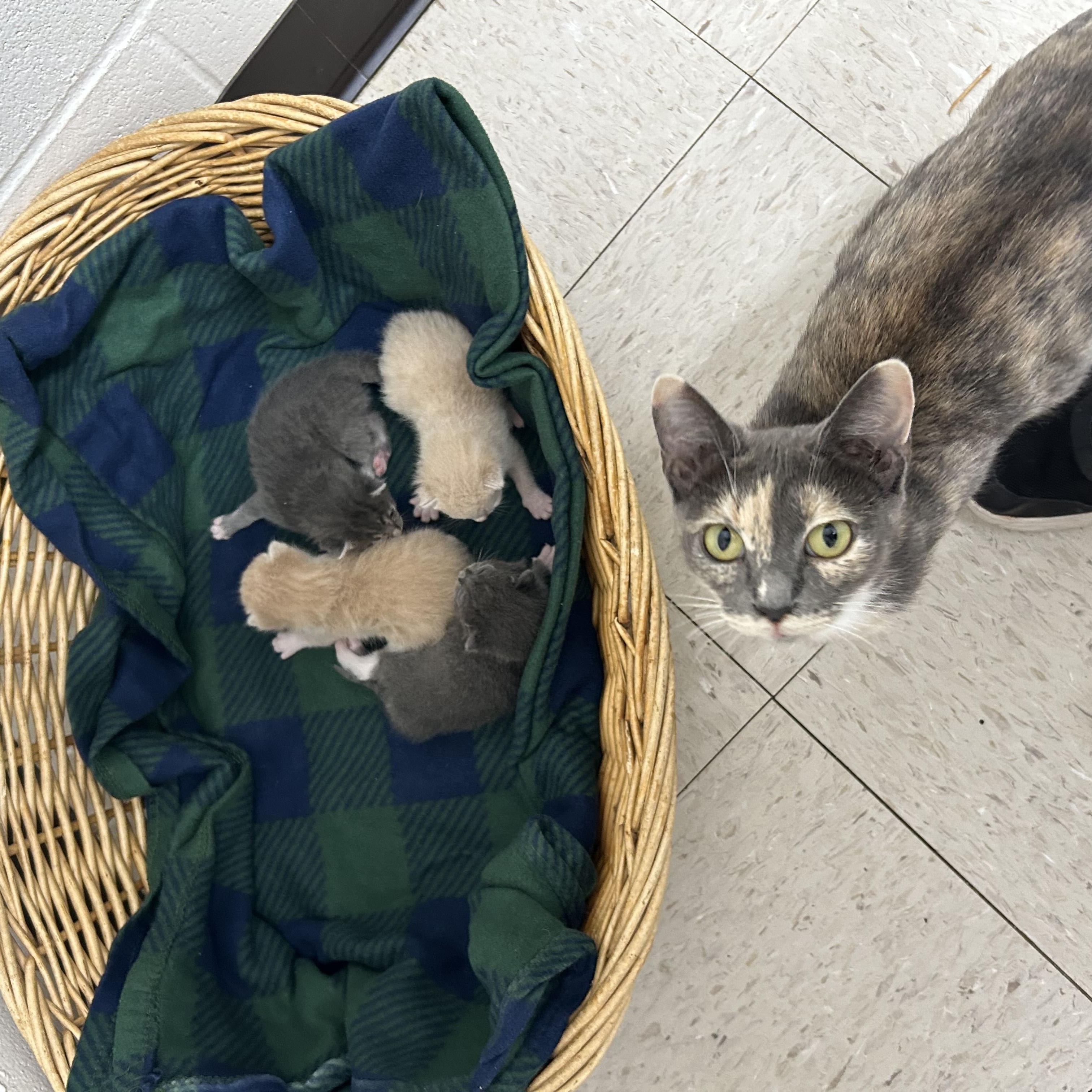 Enlarge Kittens, cats, felines in general, a Adoptable Domestic Short Hair in Darien, GA image 6/6