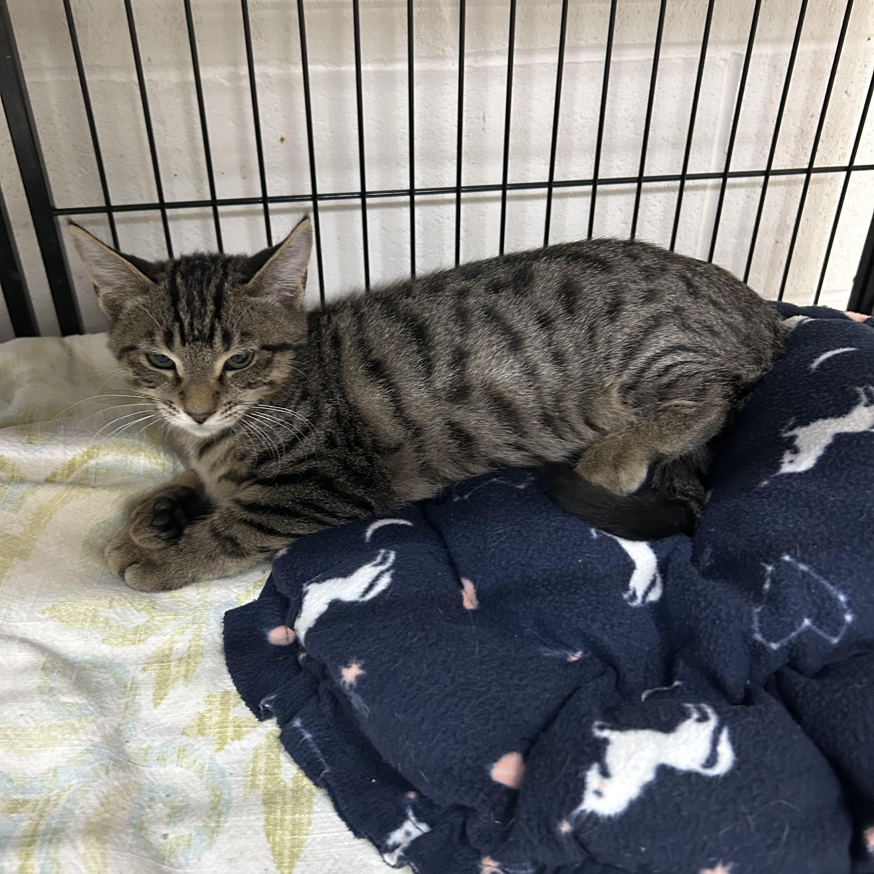 Enlarge Kittens, cats, felines in general, a Adoptable Domestic Short Hair in Darien, GA image 4/6