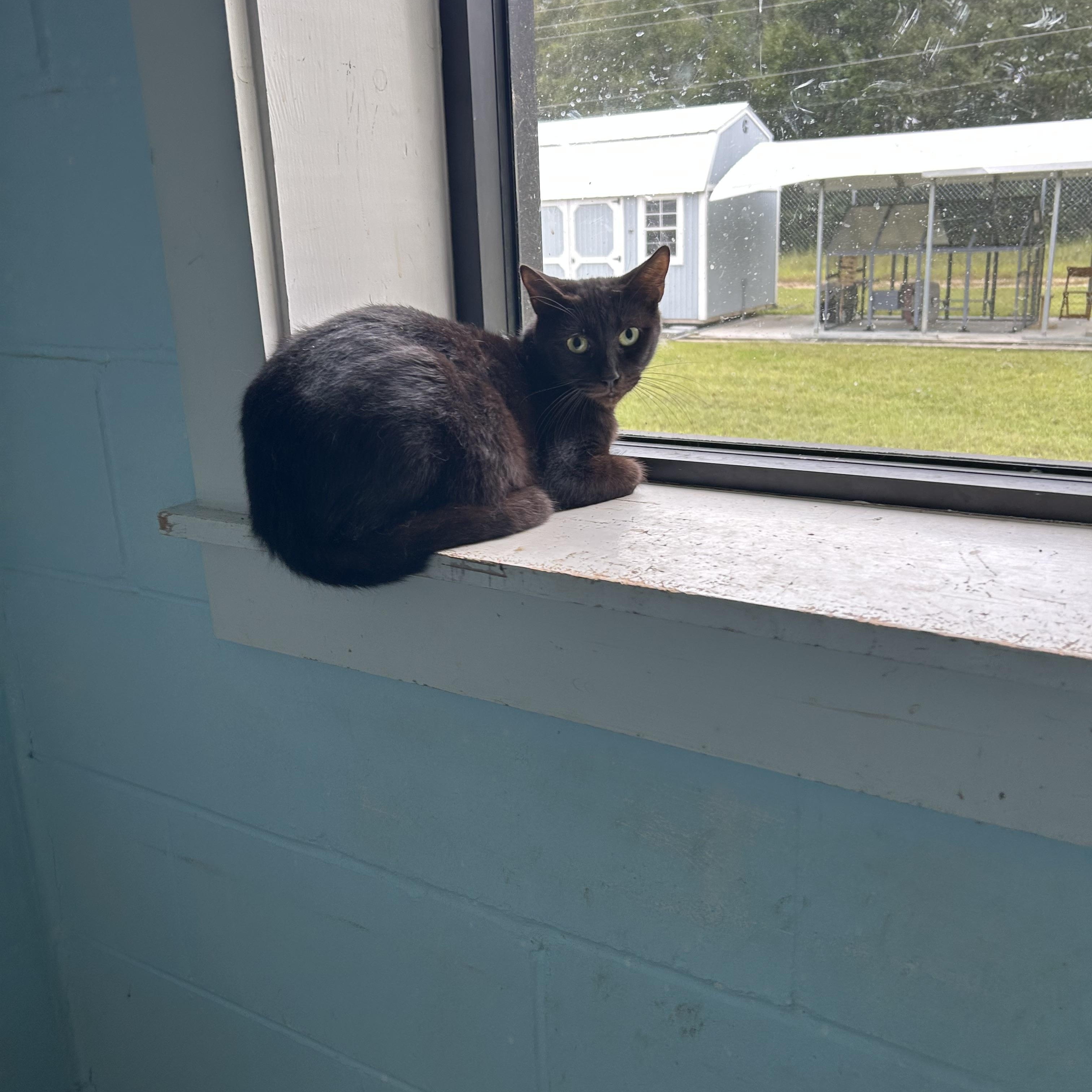 Enlarge Kittens, cats, felines in general, a Adoptable Domestic Short Hair in Darien, GA image 5/6