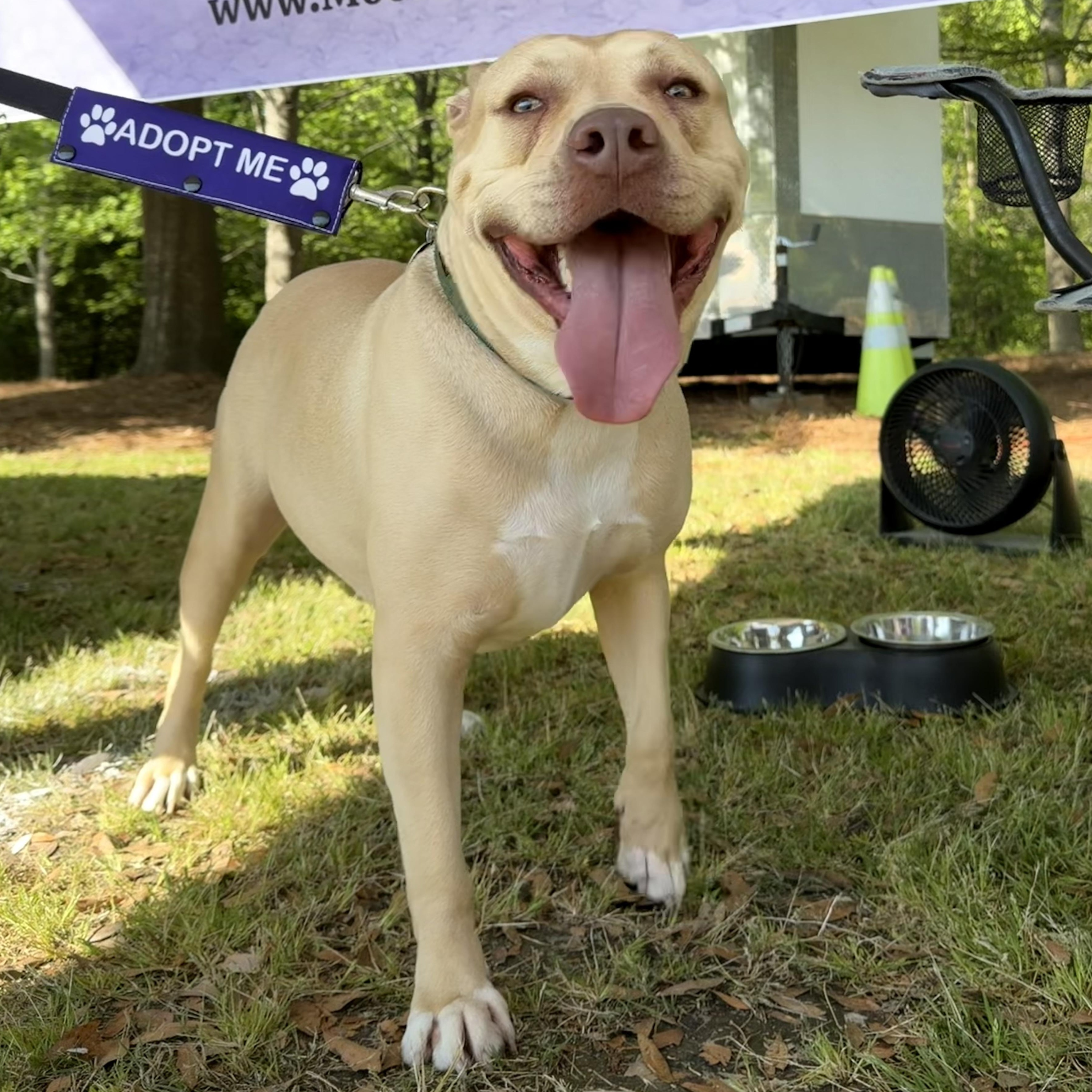 Scooby, ADOPTABLE, Adult Male Mixed Breed.