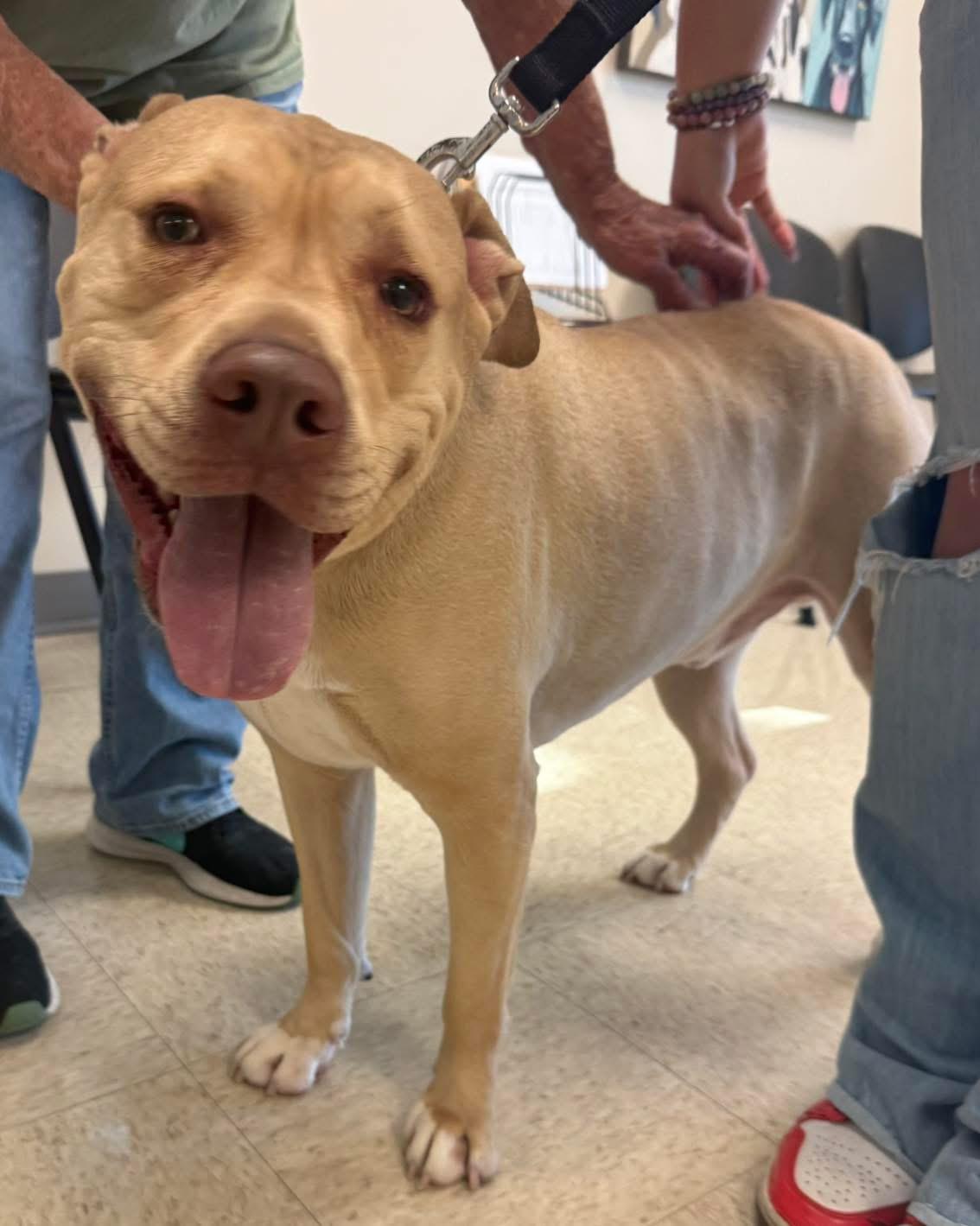 Enlarge Scooby, a ADOPTABLE Mixed Breed in Aberdeen, NC image 2/2