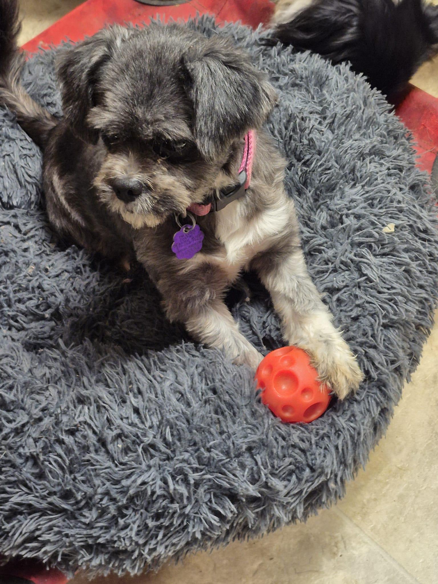 Enlarge Gemma, an adopted mixed breed in Chatham, ON image 1/3