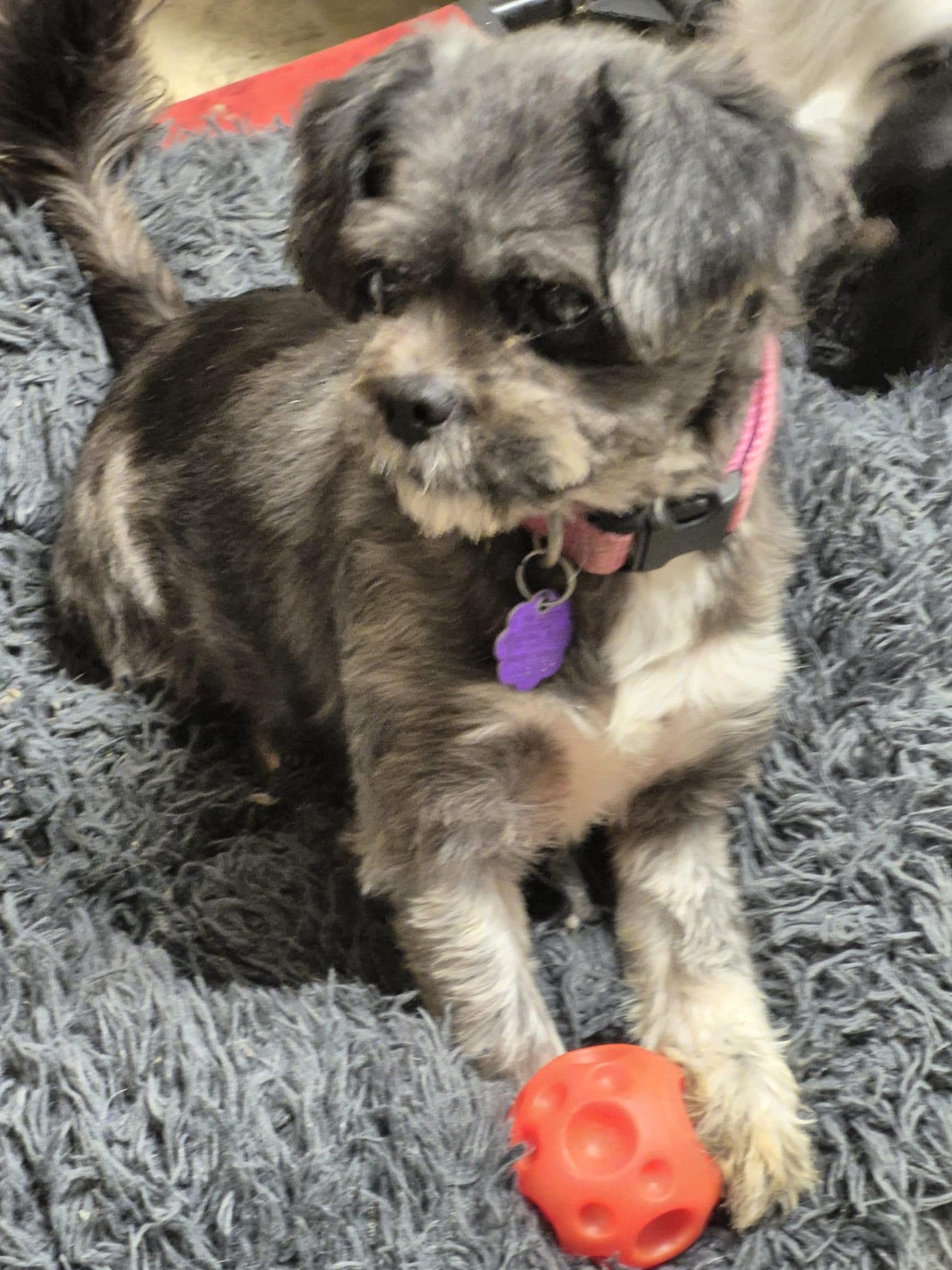 Enlarge Gemma, an adopted mixed breed in Chatham, ON image 2/3