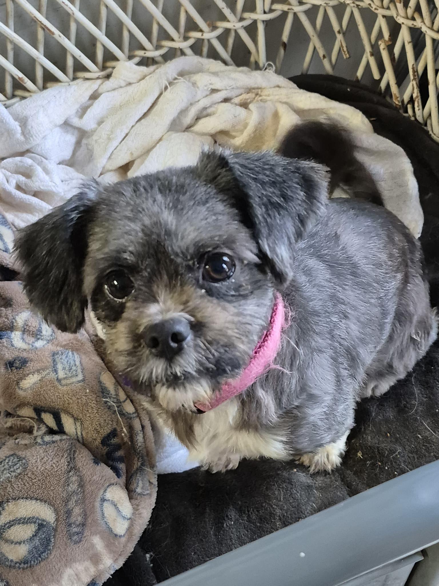 Enlarge Gemma, an adopted mixed breed in Chatham, ON image 3/3