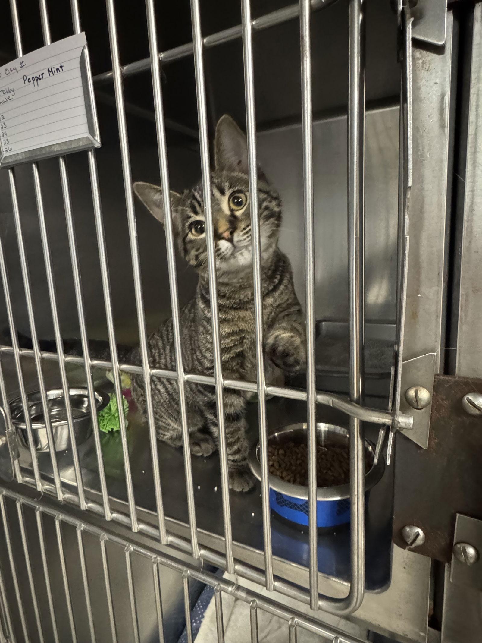 Enlarge Peppermint, a Adoptable Domestic Short Hair in Duluth, MN image 1/1