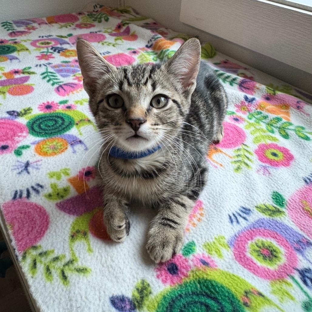 Javi, Adoptable, Kitten Male Domestic Short Hair.