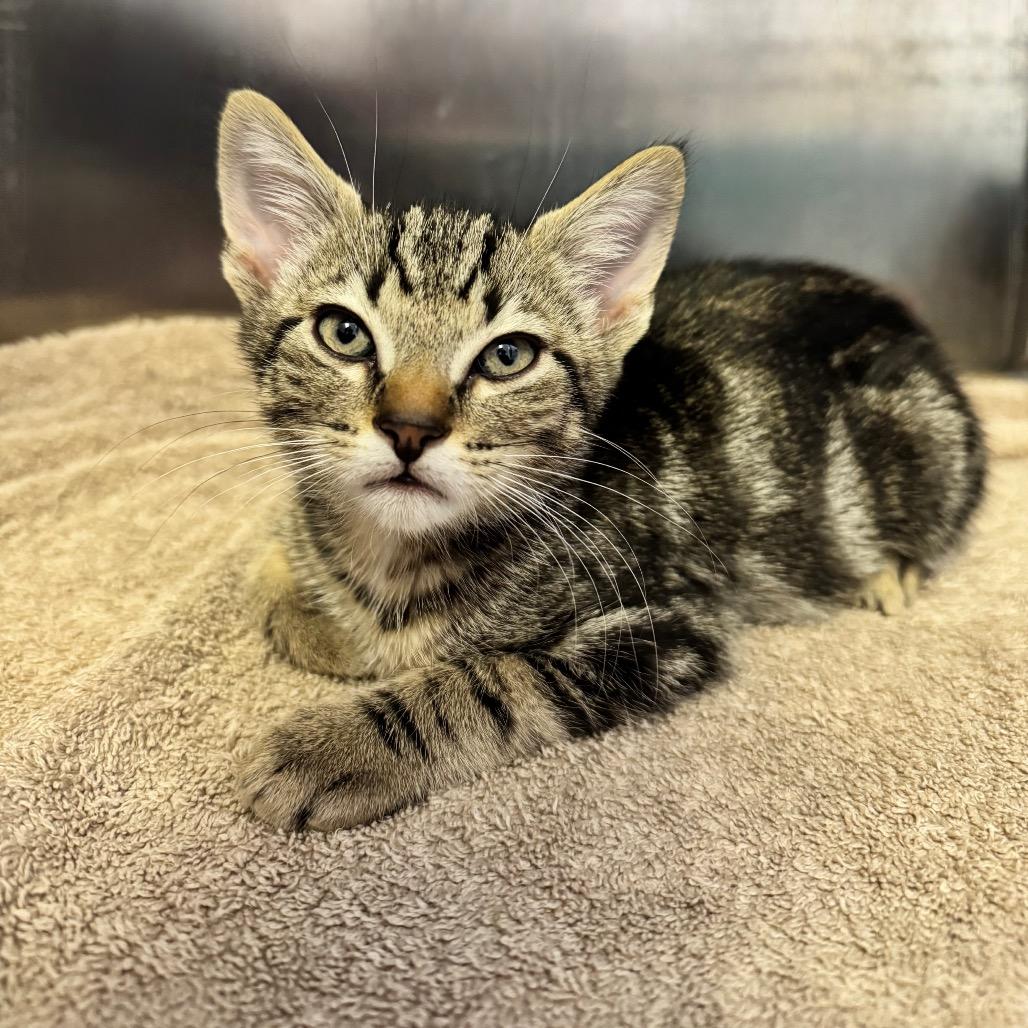 Javi, a Adoptable Domestic Short Hair in Arden, NC image 2/3