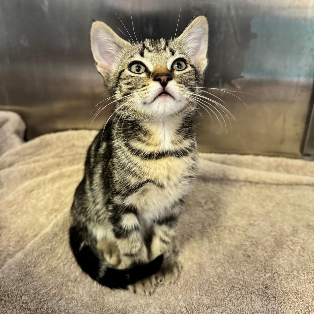 Javi, a Adoptable Domestic Short Hair in Arden, NC image 3/3