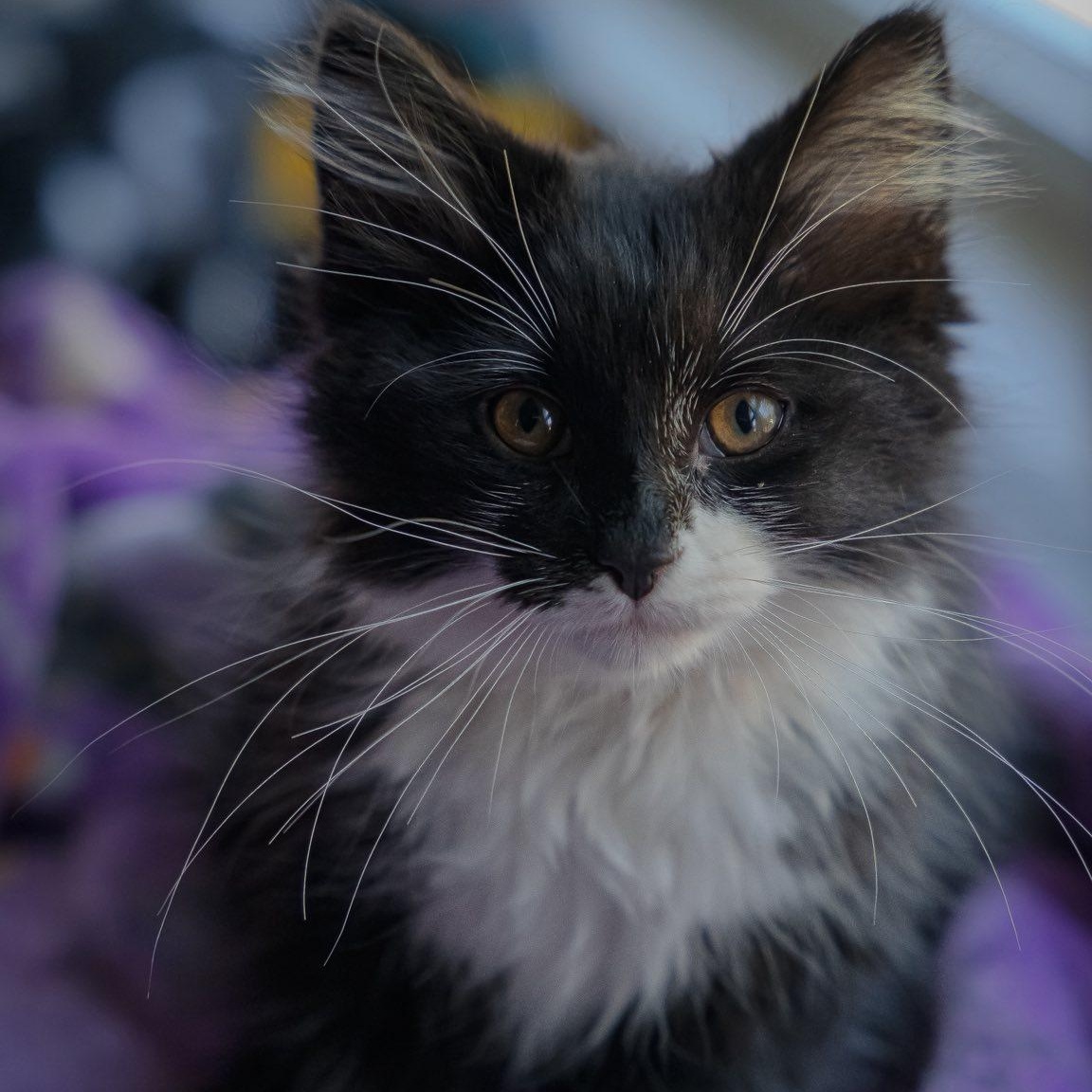Enlarge Wilbur, a ADOPTABLE Domestic Long Hair in Alexandria, IN image 2/3