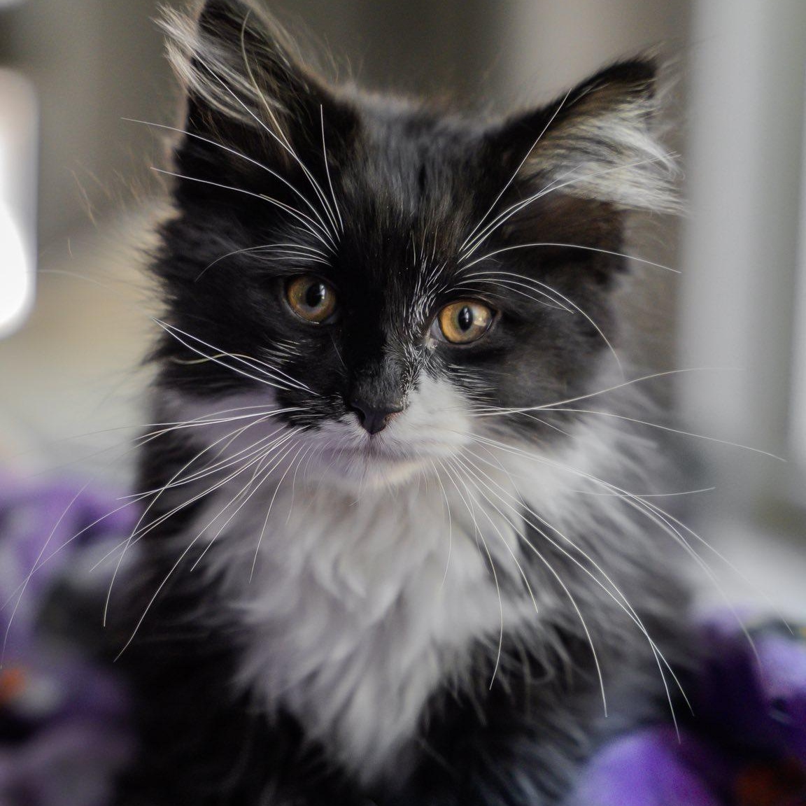 Wilbur, ADOPTABLE, Kitten Male Domestic Long Hair.