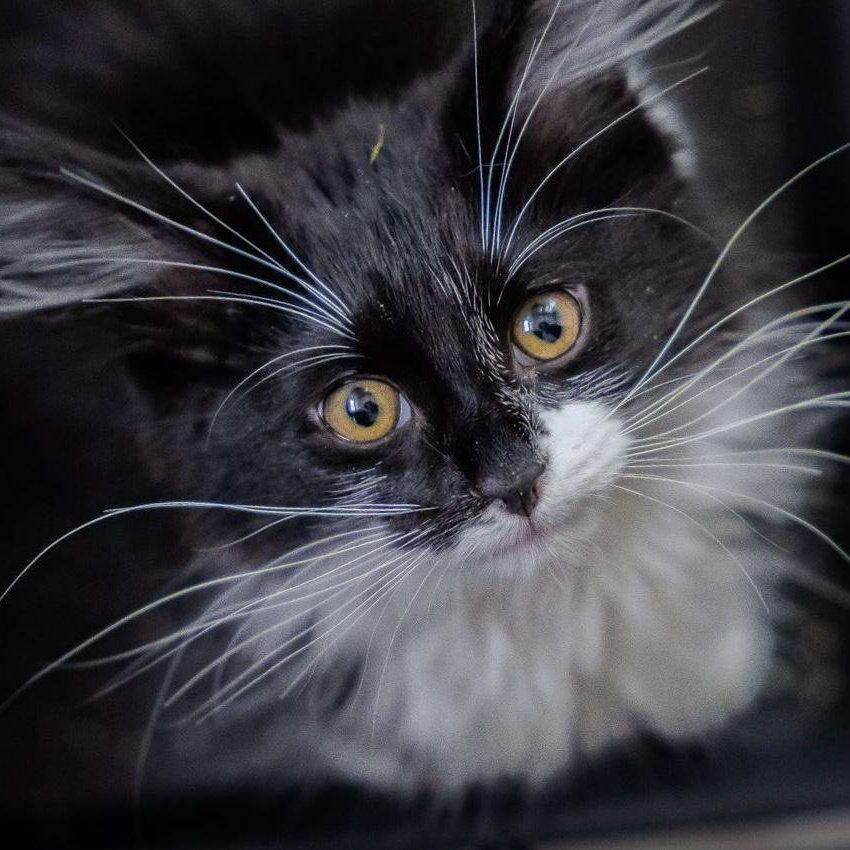 Enlarge Wilbur, a ADOPTABLE Domestic Long Hair in Alexandria, IN image 3/3