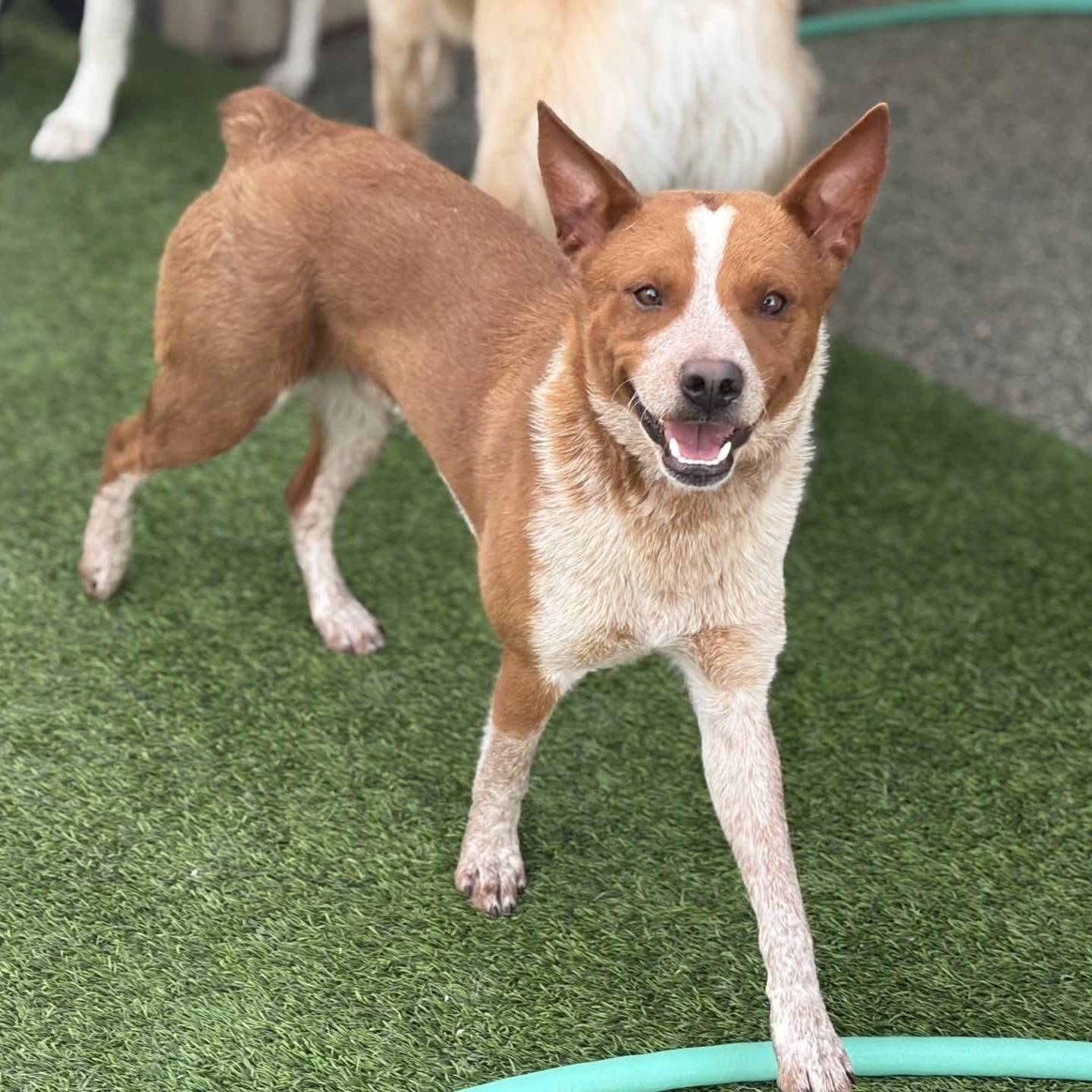 Enlarge Blaze, an adopted Australian Cattle Dog / Blue Heeler in Boulder, CO image 1/6