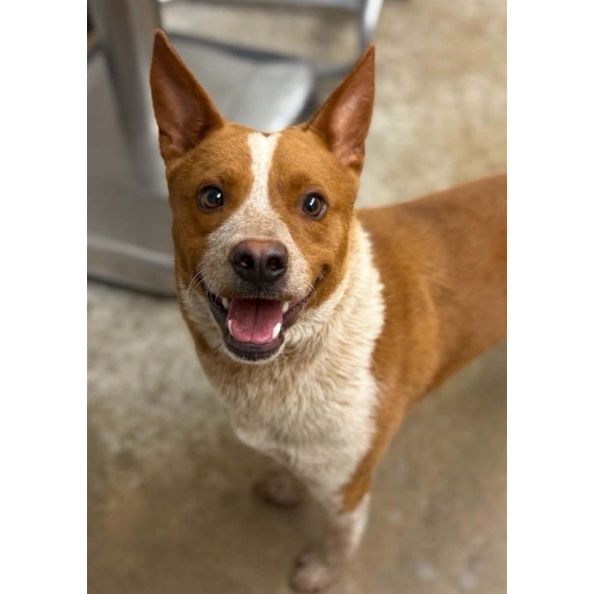 Enlarge Blaze, an adopted Australian Cattle Dog / Blue Heeler in Boulder, CO image 4/6