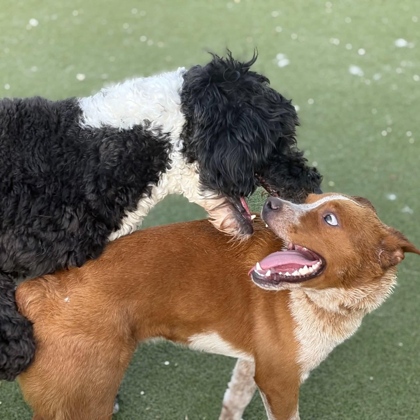 Enlarge Blaze, an adopted Australian Cattle Dog / Blue Heeler in Boulder, CO image 6/6