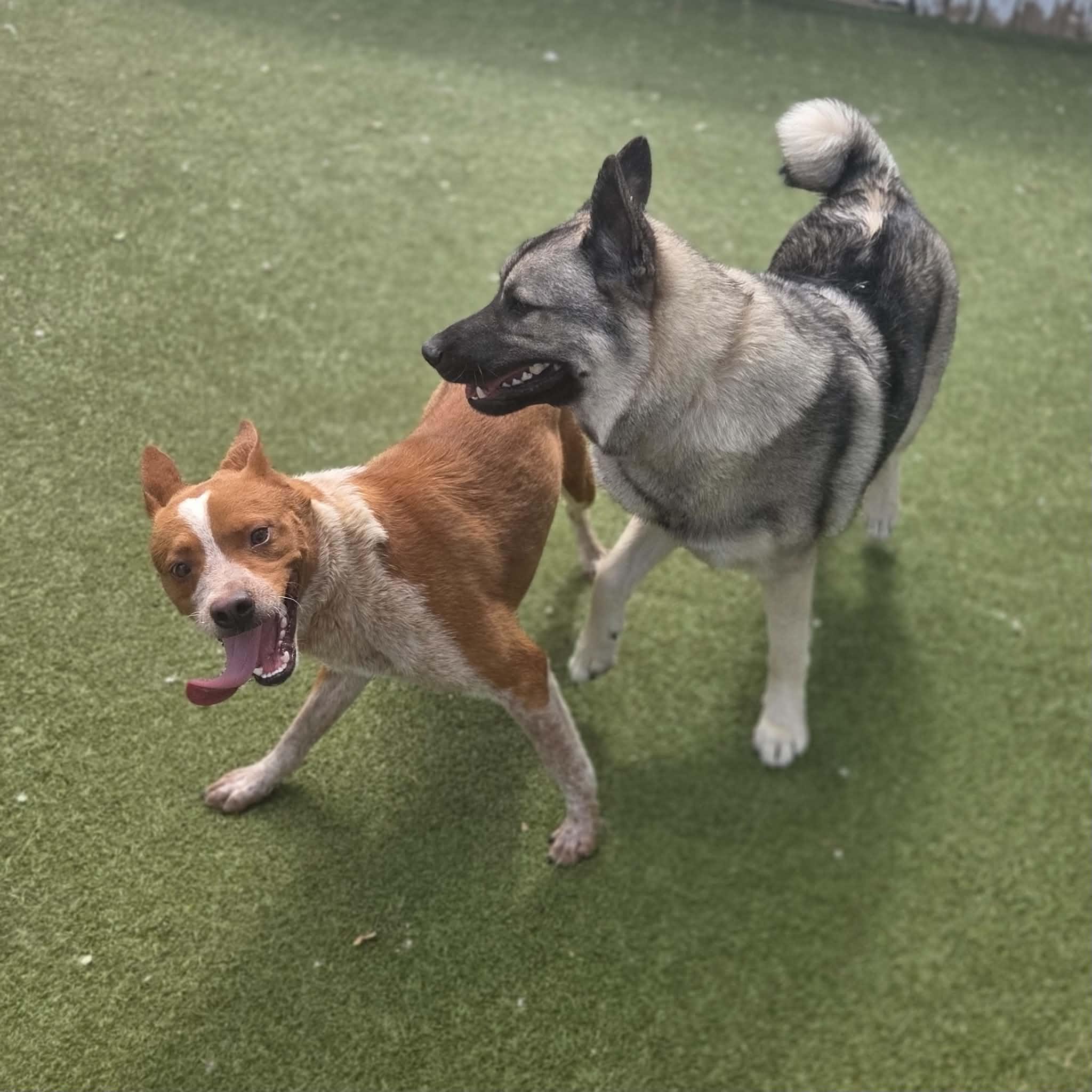 Enlarge Blaze, an adopted Australian Cattle Dog / Blue Heeler in Boulder, CO image 3/6