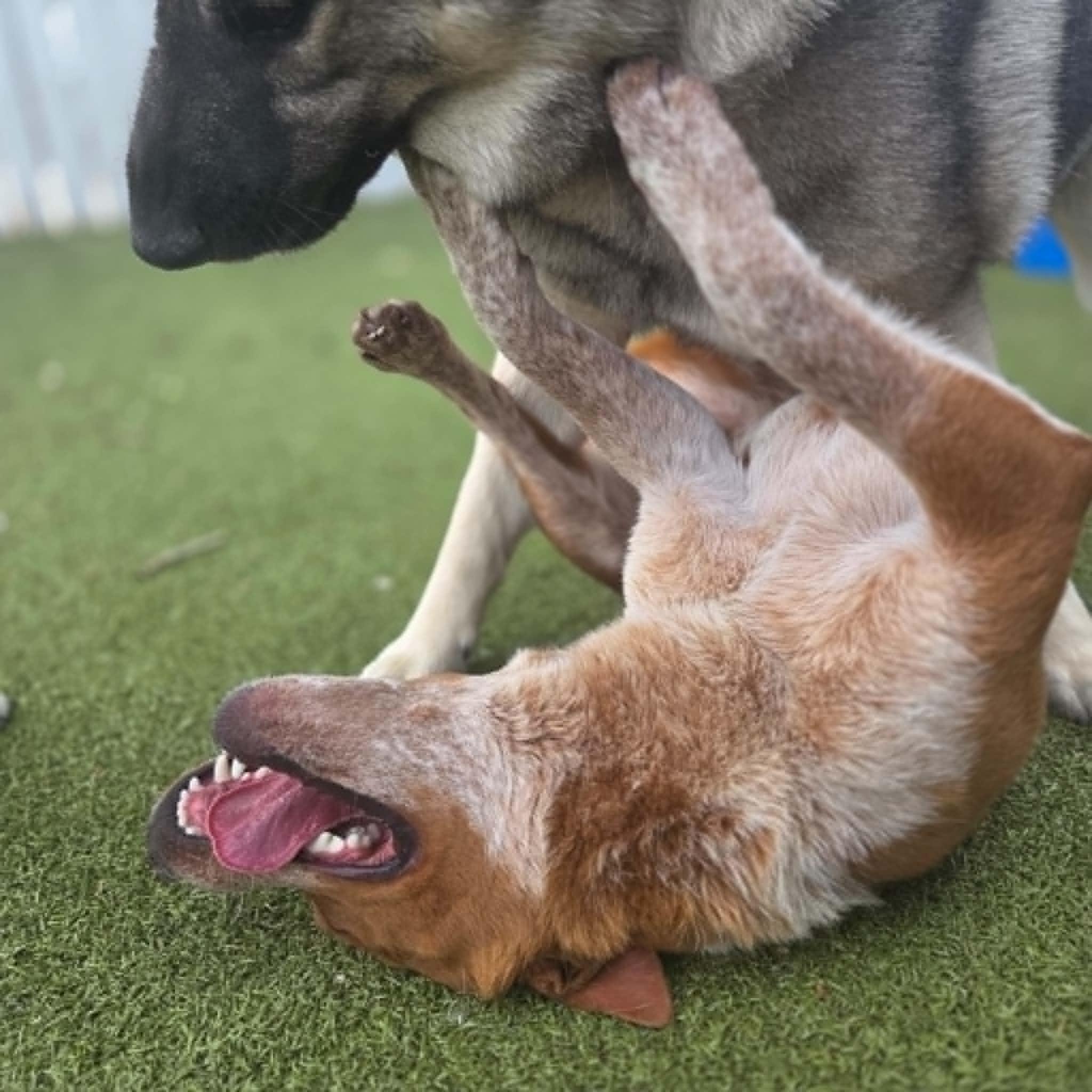 Enlarge Blaze, an adopted Australian Cattle Dog / Blue Heeler in Boulder, CO image 5/6