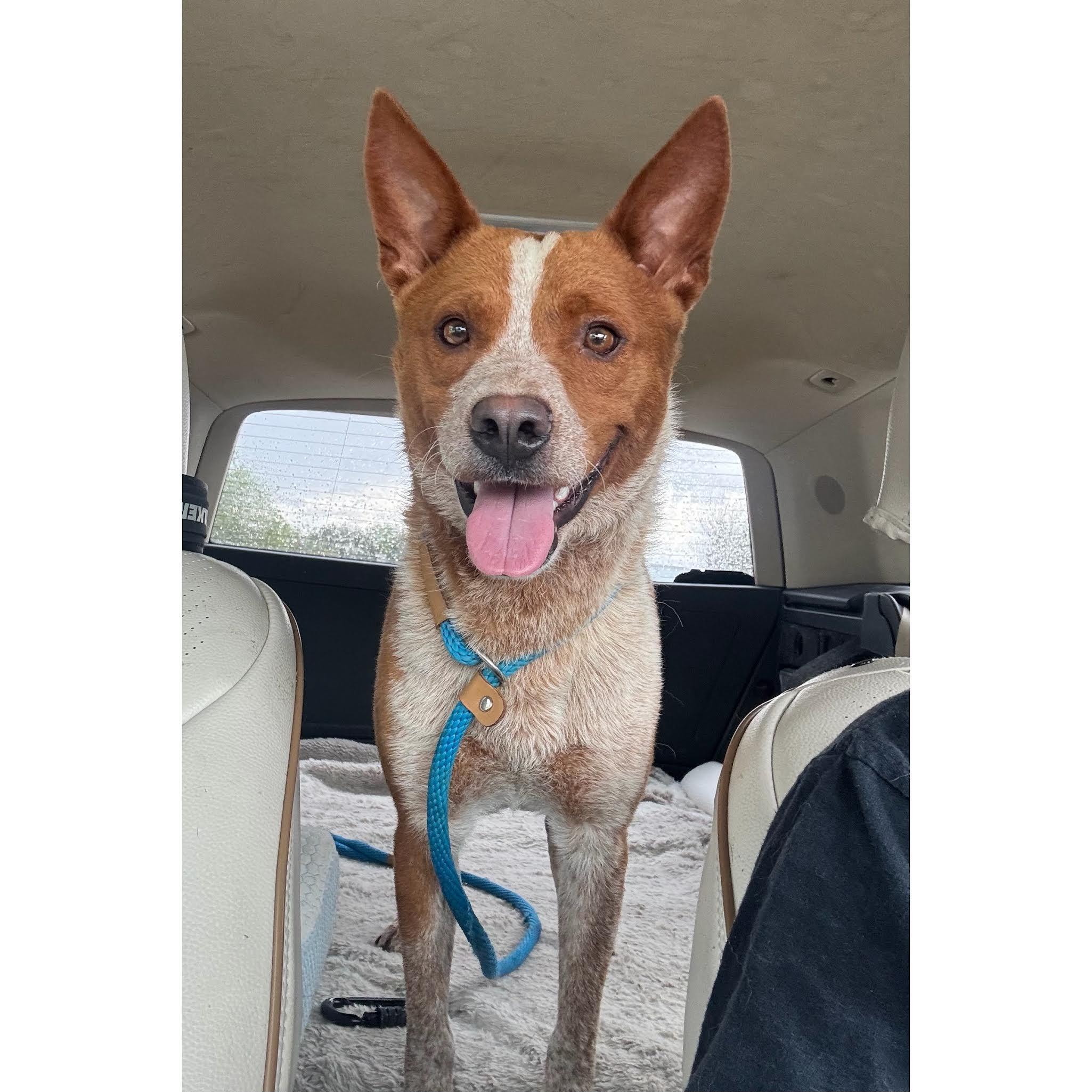 Enlarge Blaze, an adopted Australian Cattle Dog / Blue Heeler in Boulder, CO image 2/6