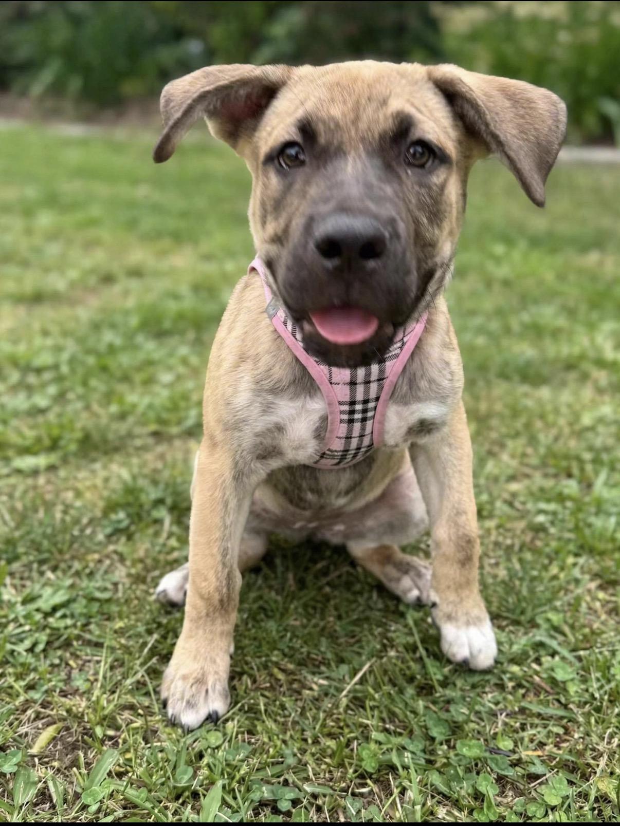 Lucy, a ADOPTABLE mixed breed in Van Nuys, CA image 4/5