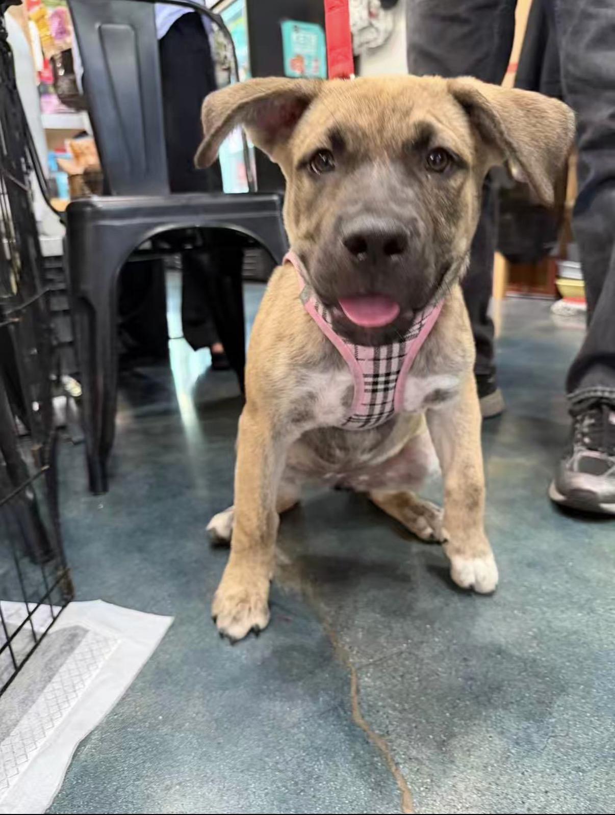 Lucy, a ADOPTABLE mixed breed in Van Nuys, CA image 3/5