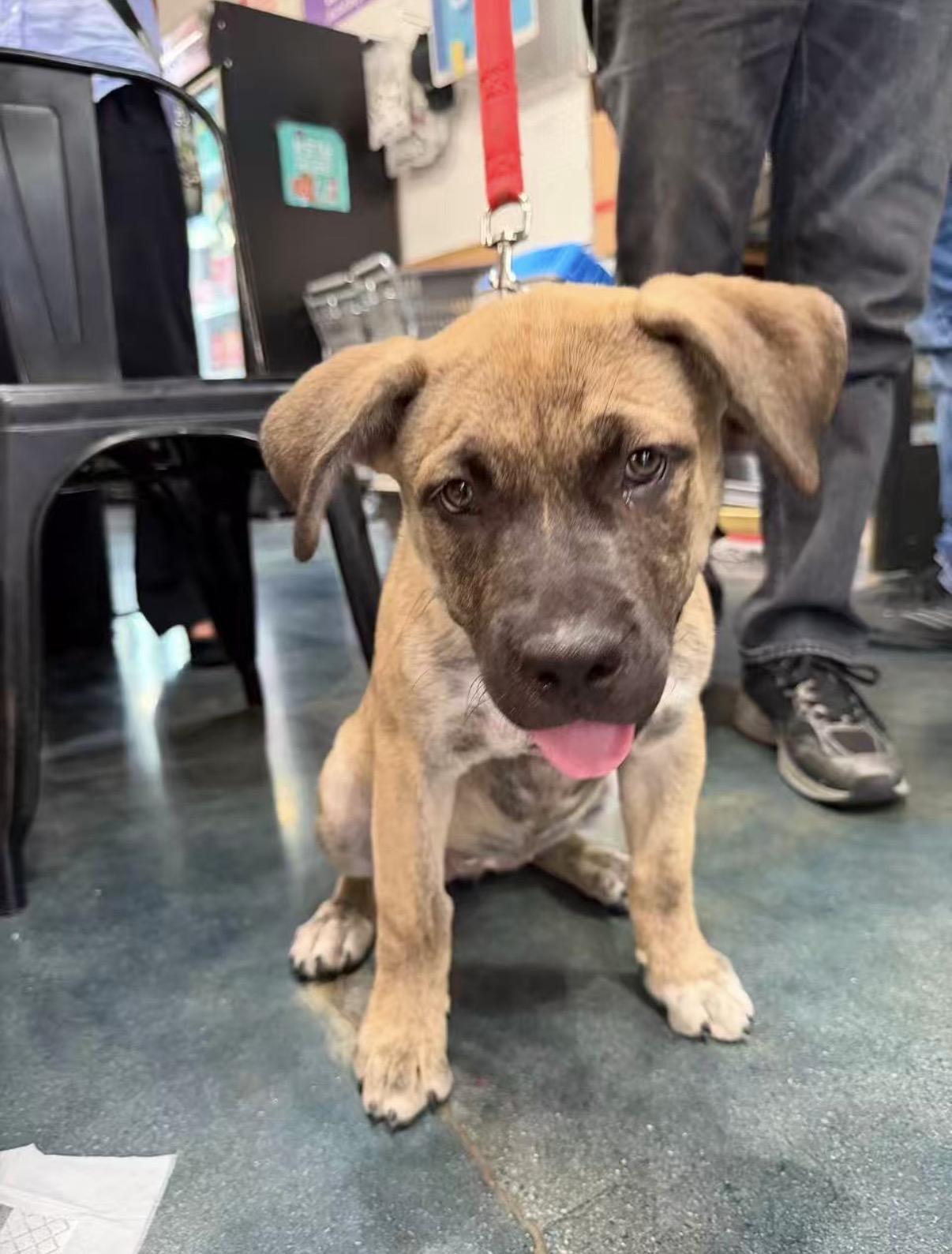 Lucy, a ADOPTABLE mixed breed in Van Nuys, CA image 2/5
