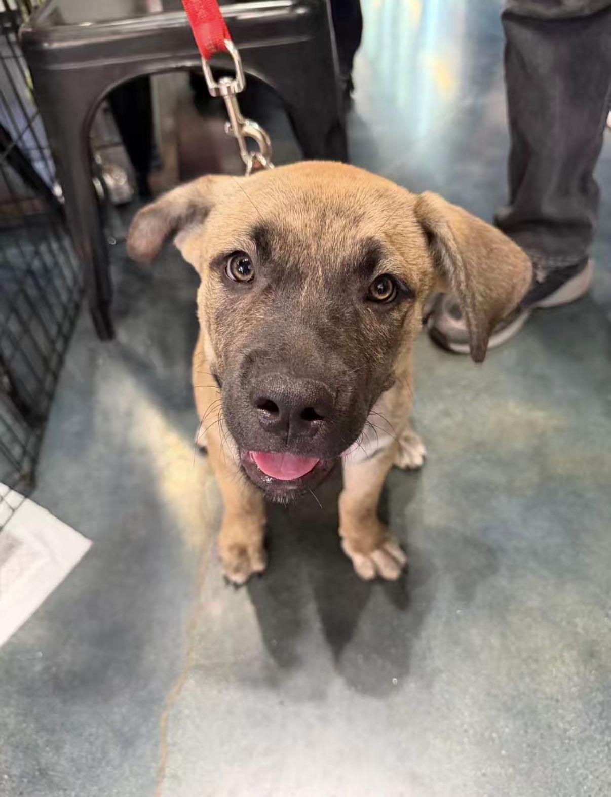 Lucy, a ADOPTABLE mixed breed in Van Nuys, CA image 1/5