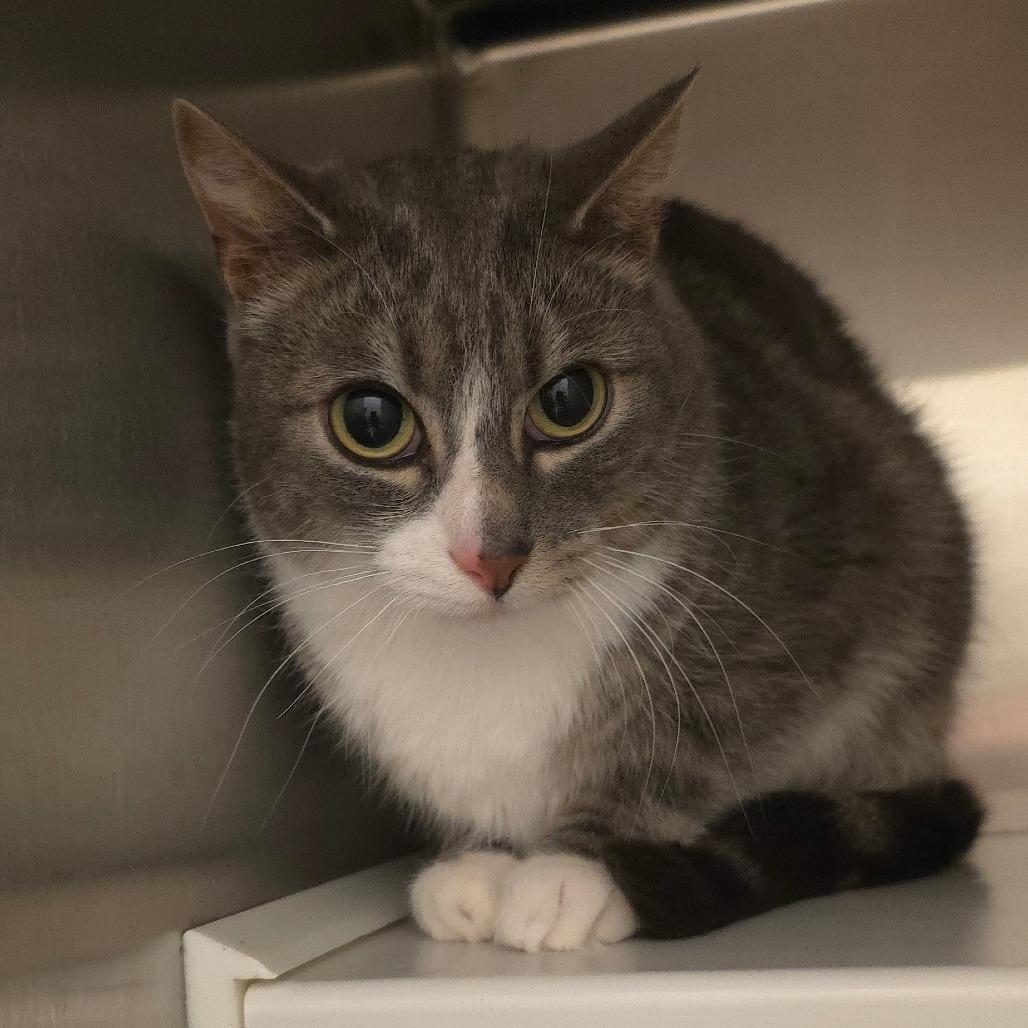 Enlarge Toby, a Adoptable Domestic Short Hair in Council Bluffs, IA image 1/1