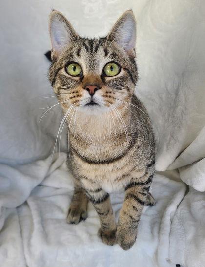 6750 (Max), Adoptable, Kitten Male Domestic Short Hair.