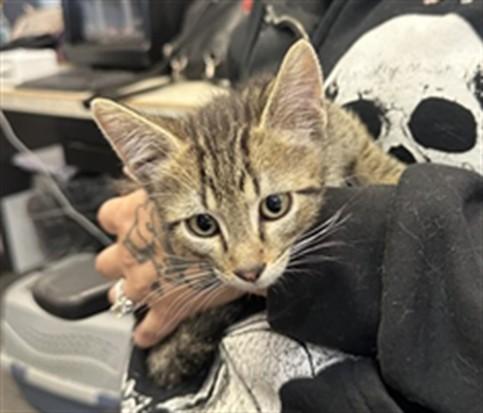 Enlarge AUGGI, a Adoptable Domestic Short Hair in Casper, WY image 1/1